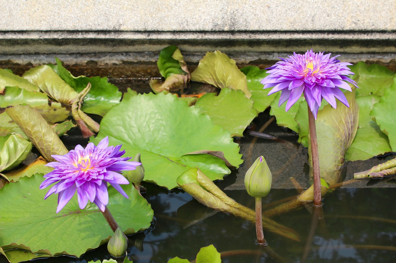 Vandens Lelija, Violetinė, Žydėjo, Žiedas, Žydėti, Tvenkinys, Vandens Augalas, Gėlė, Vanduo, Gamta