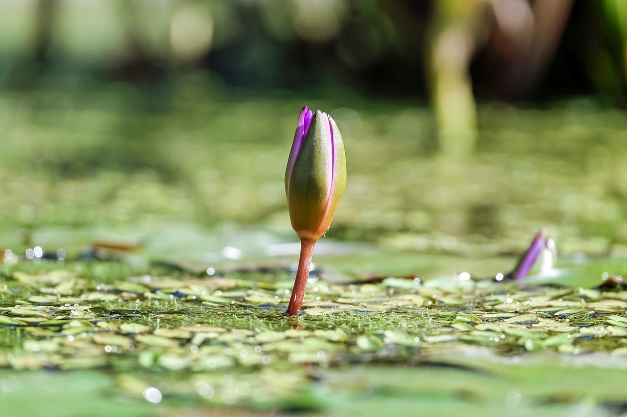 Vandens Lelija, Gėlė, Žiedas, Žydėti, Gėlės, Violetinė, Vandens Augalas, Nemokamos Nuotraukos,  Nemokama Licenzija