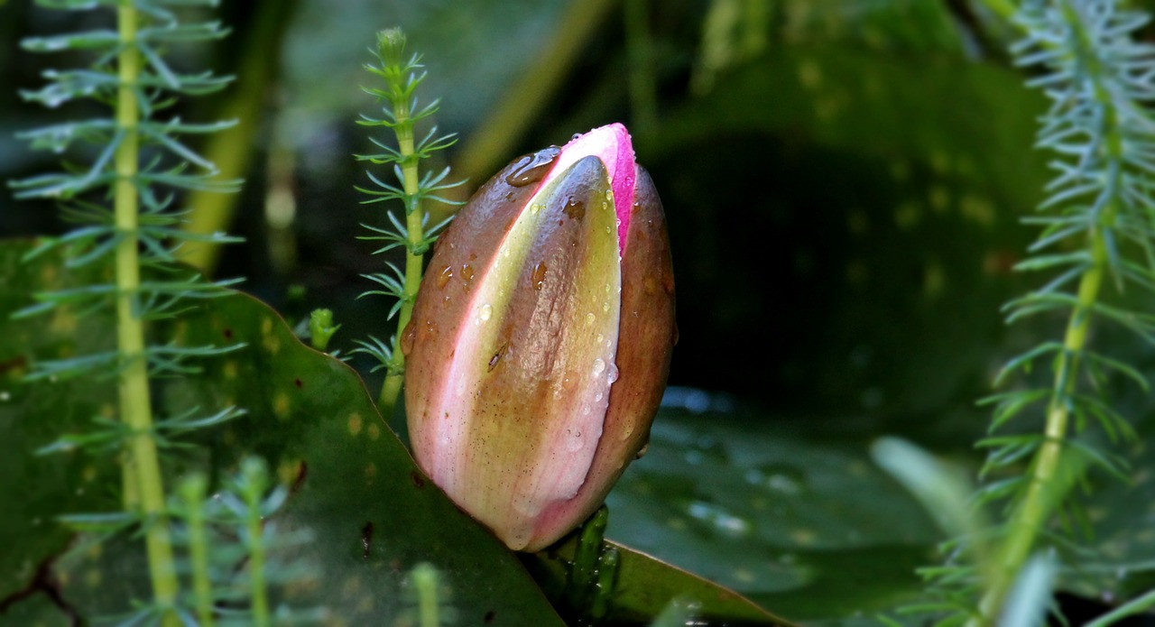 Vandens Lelija, Nuphar Lutea, Vandens Augalas, Žiedas, Žydėti, Tvenkinys, Gamta, Žydėti, Gėlė, Sodo Tvenkinys