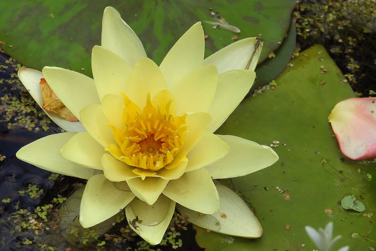 Vandens Lelija, Nuphar Lutea, Vandens Augalas, Žiedas, Žydėti, Tvenkinys, Geltona Vandens Lelija, Sodo Tvenkinys, Nemokamos Nuotraukos,  Nemokama Licenzija