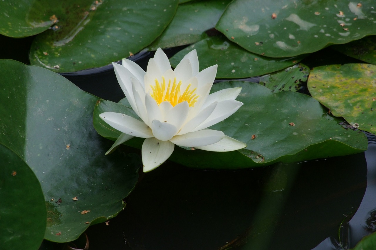 Vandens Lelija, Nuphar Lutea, Vandens Augalas, Žiedas, Žydėti, Tvenkinys, Gamta, Balta, Nemokamos Nuotraukos,  Nemokama Licenzija