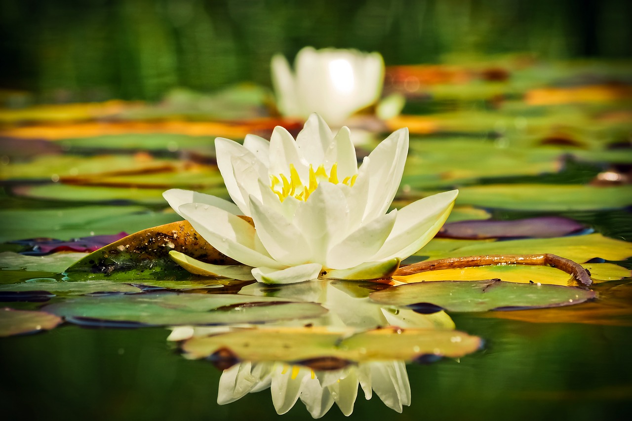 Vandens Lelija, Nuphar Lutea, Vandens Augalas, Gamta, Žiedas, Žydėti, Tvenkinys, Rosengewächs Ežeras, Žydėti, Vanduo