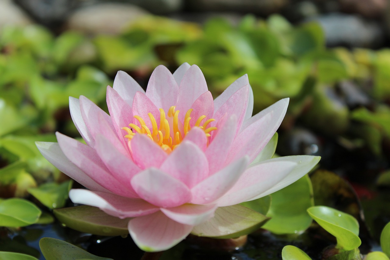 Vandens Lelija, Nuphar Lutea, Tvenkinio Augalas, Augalas, Žiedas, Žydėti, Vanduo, Gėlė, Tvenkinys, Gamta