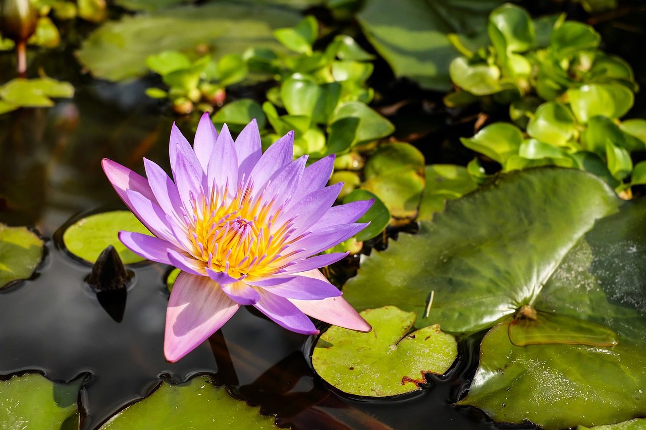 Vandens Lelija, Gėlė, Žiedas, Žydėti, Gėlės, Violetinė, Nuphar Lutea, Vandens Augalas, Vanduo, Tvenkinys