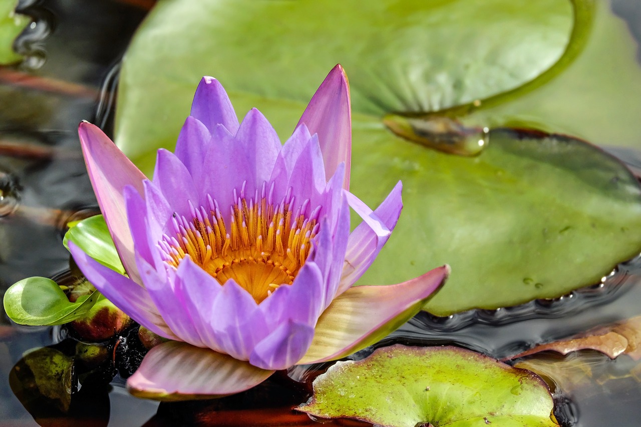 Vandens Lelija, Gėlė, Žiedas, Žydėti, Gėlės, Violetinė, Nuphar Lutea, Vandens Gėlė, Tvenkinio Augalas, Vandens Augalas