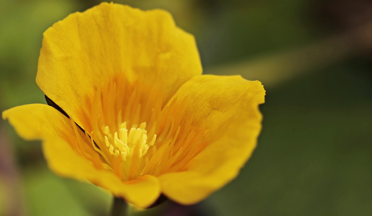 Vandens Lelija, Mummel, Teichmummel, Tvenkinys Kandel, Nuphar Lutea, Vandens Augalas, Žiedas, Žydėti, Tvenkinys, Sodo Tvenkinys