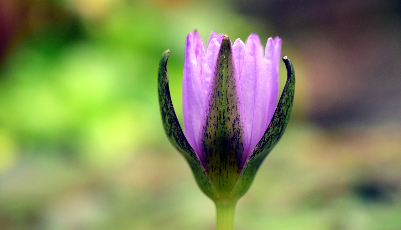 Vandens Lelija, Budas, Pumpurų Vandens Lelija, Vandens Augalas, Gamta, Rožinis, Nuphar Lutea, Rožinė Vandens Lelija, Gėlė, Ežeras Pakilo