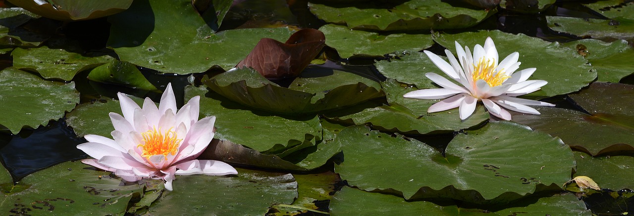 Vandens Lelija, Vandens Augalas, Žiedas, Žydėti, Tvenkinys, Vanduo, Nuphar Lutea, Gėlė, Balta, Ežeras Pakilo