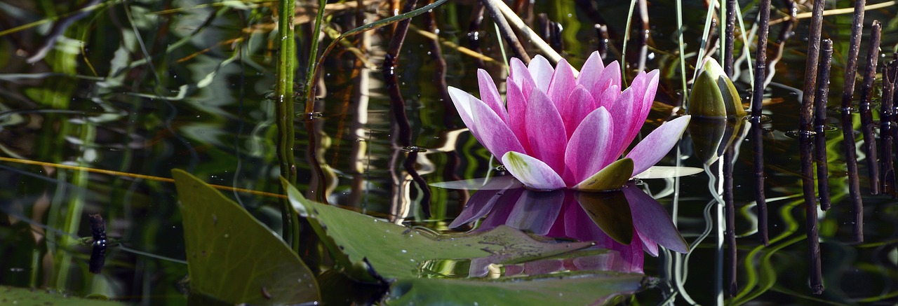 Vandens Lelija, Vandens Augalas, Žiedas, Žydėti, Tvenkinys, Vanduo, Nuphar Lutea, Gėlė, Rožinis, Ežeras Pakilo