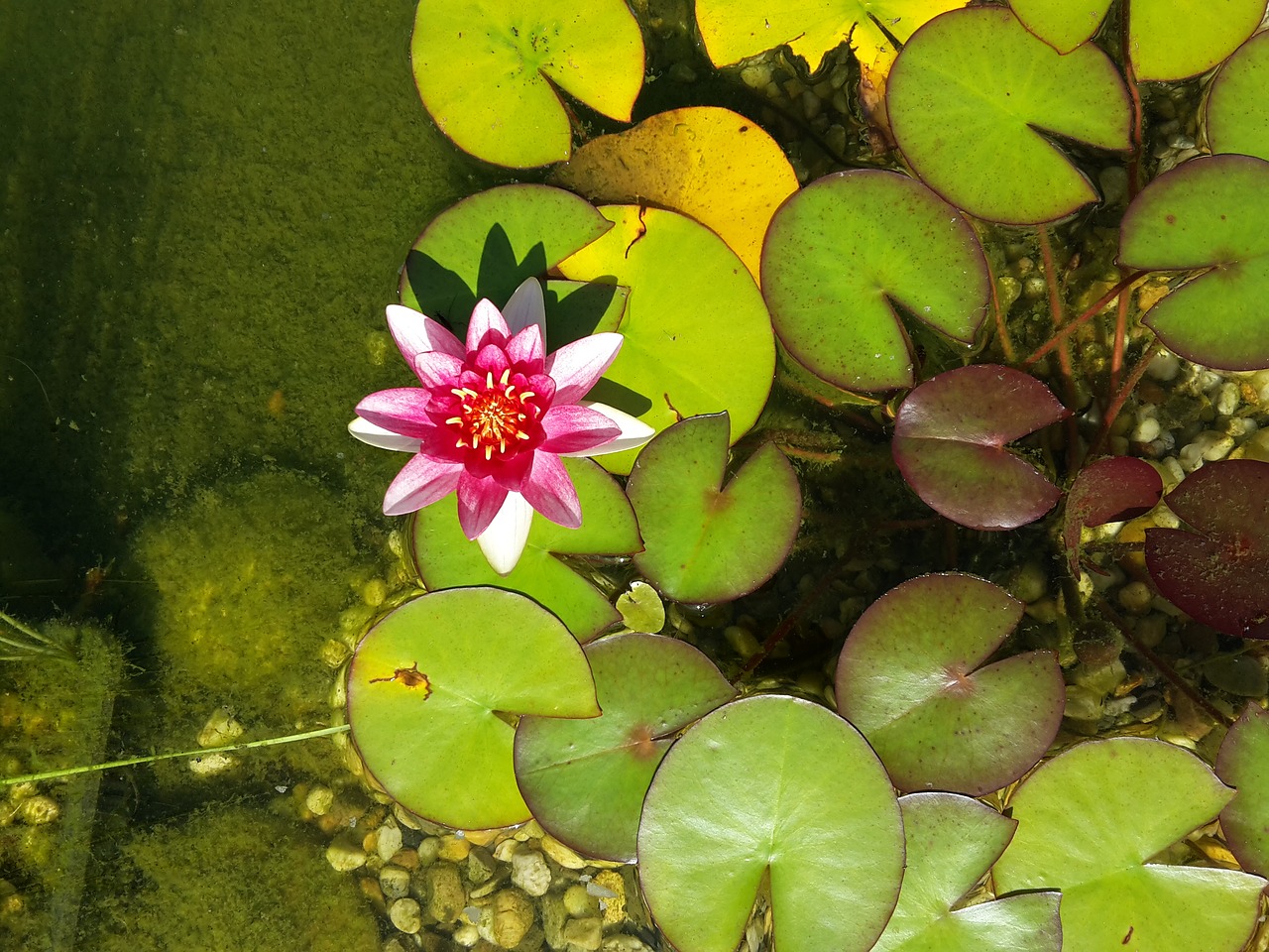 Vandens Lelija, Nuphar Lutea, Tvenkinys, Vanduo, Gamta, Nemokamos Nuotraukos,  Nemokama Licenzija