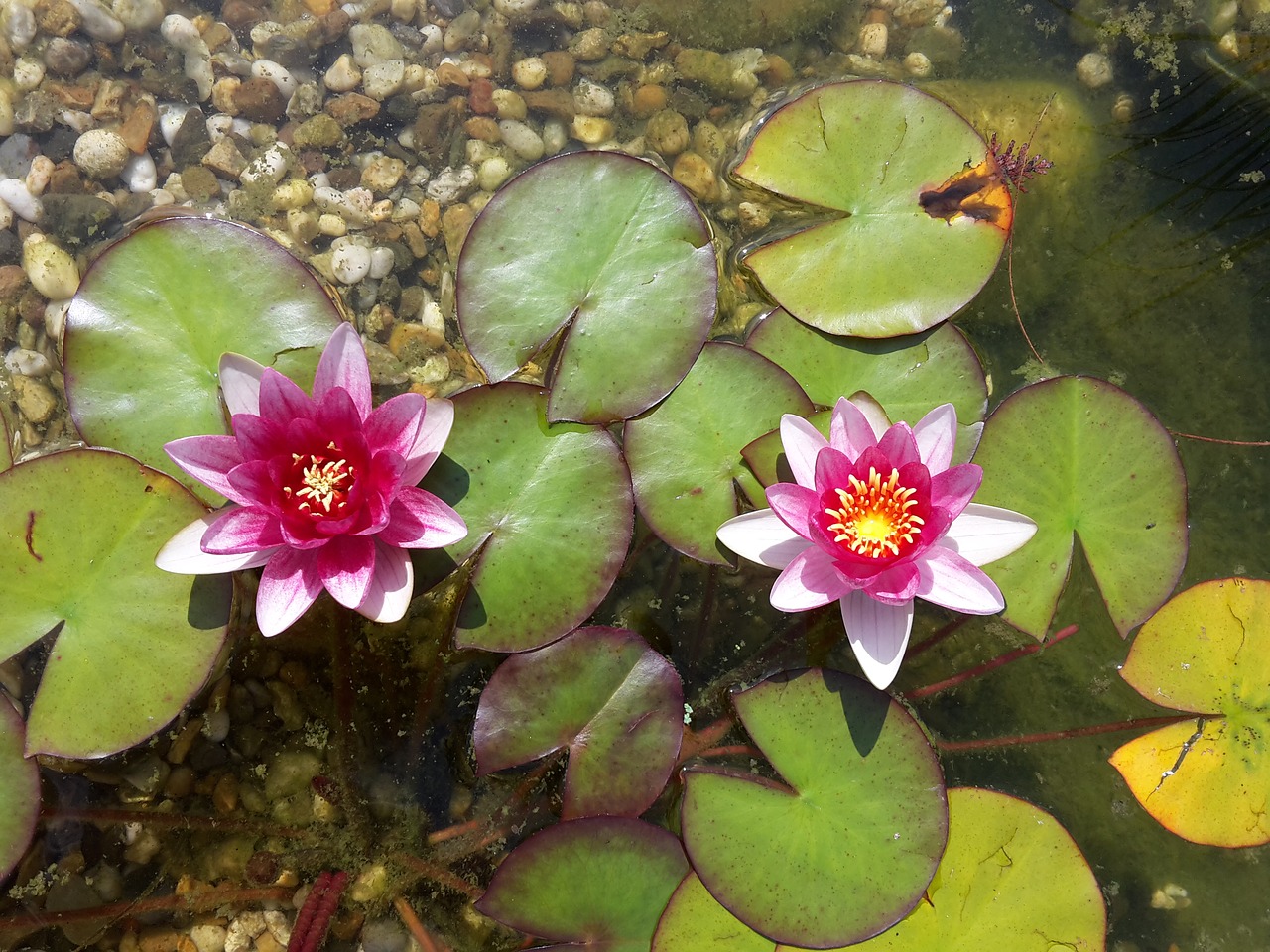 Vandens Lelija, Nuphar Lutea, Gamta, Vasara, Nemokamos Nuotraukos,  Nemokama Licenzija