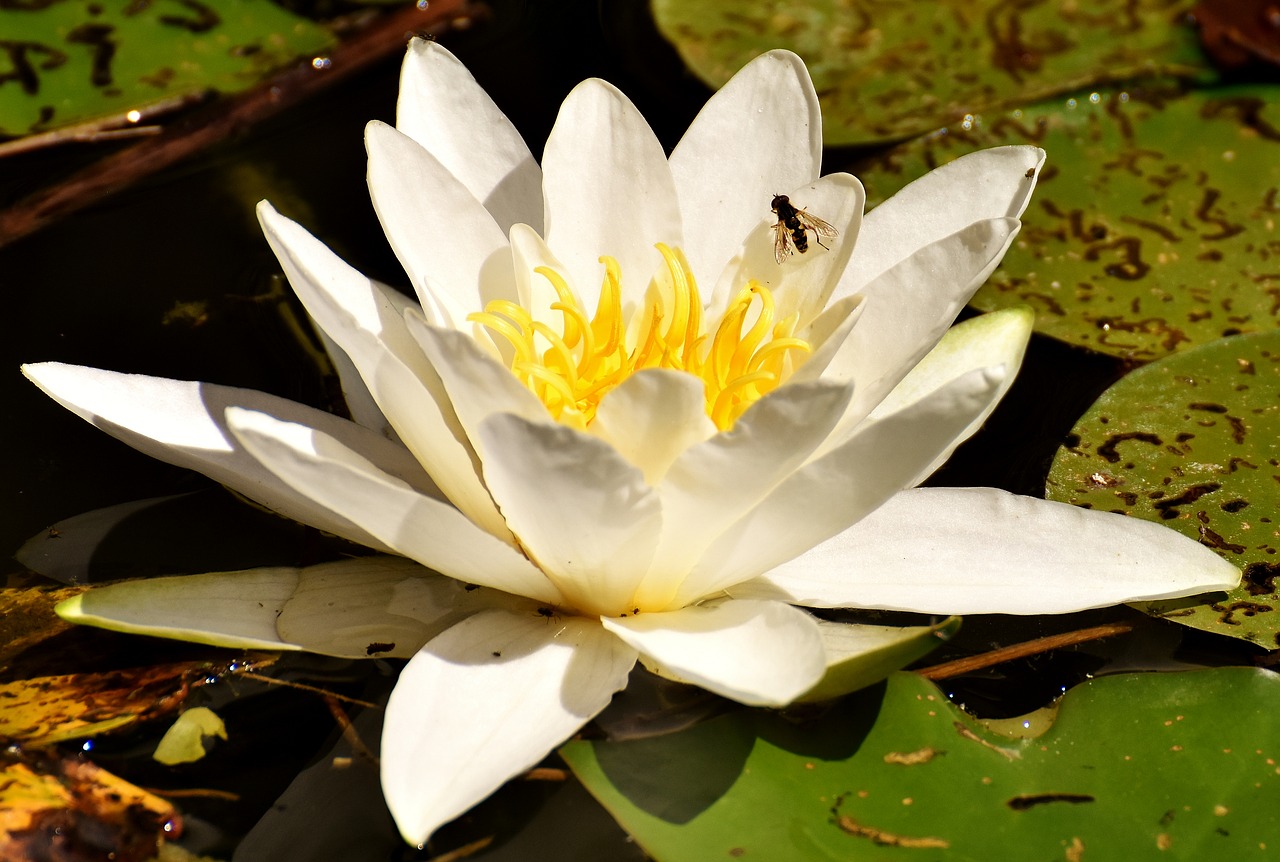 Vandens Lelija, Augalas, Vandens Augalas, Teichplanze, Tvenkinys, Gėlė, Sodas, Liilio Tvenkinys, Vanduo, Flora