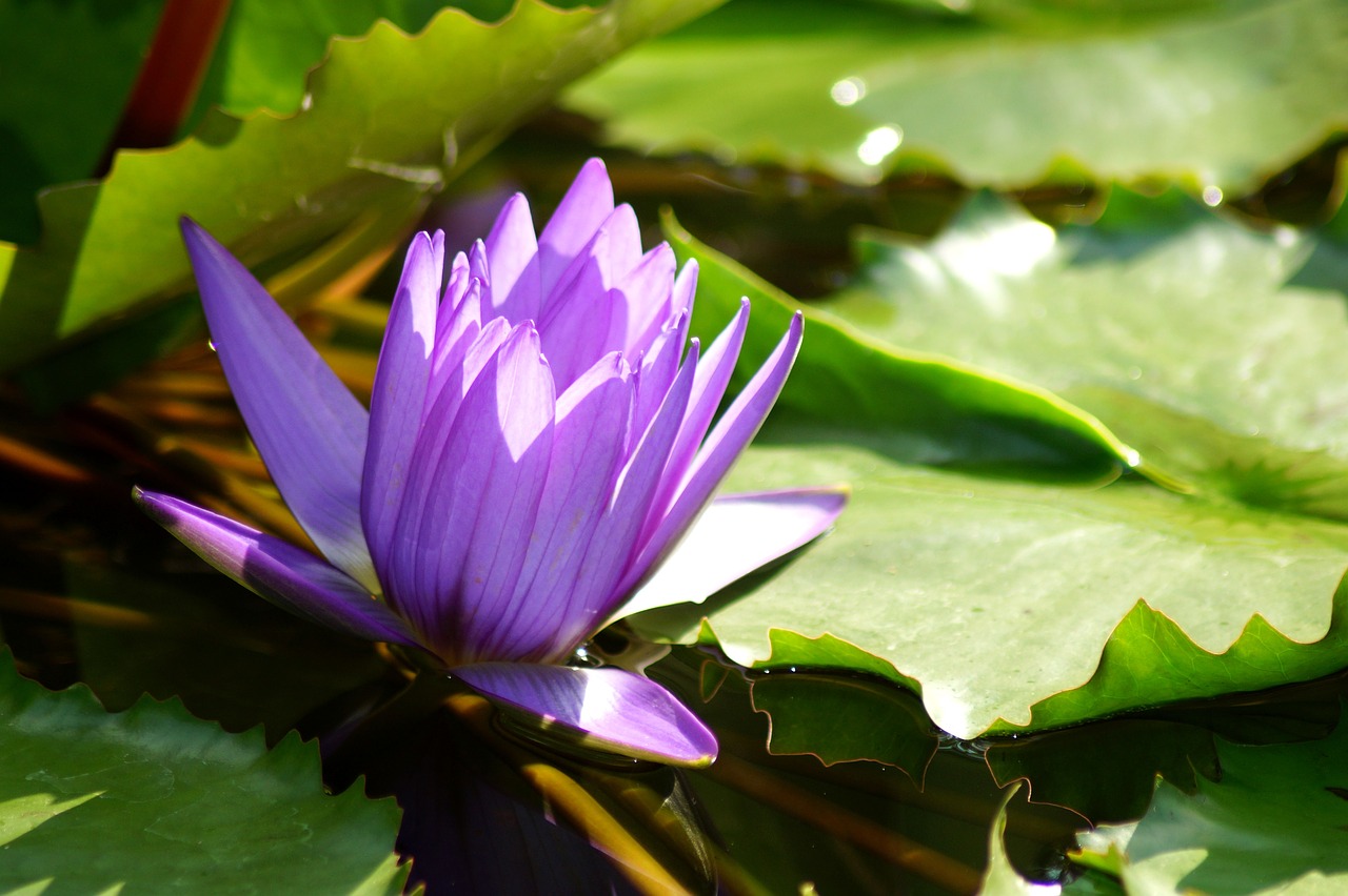 Vandens Lelija,  Gėlė,  Nymphaea,  Lotus,  Lotoso Žiedas,  Lūgnė Lutea,  Violetinės Vandens Lelija,  Violetinė Tvenkinys Išaugo,  Pobūdį,  Augalų