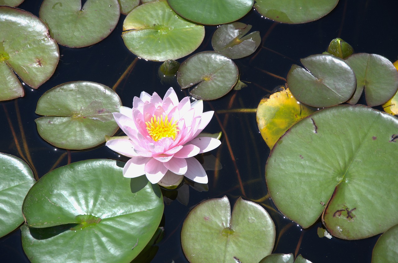 Vandens Lelija,  Lauke,  Gėlė,  Lotus,  Tvenkinys,  Pobūdį,  Rožinis,  Botanika,  Floros,  Žydi