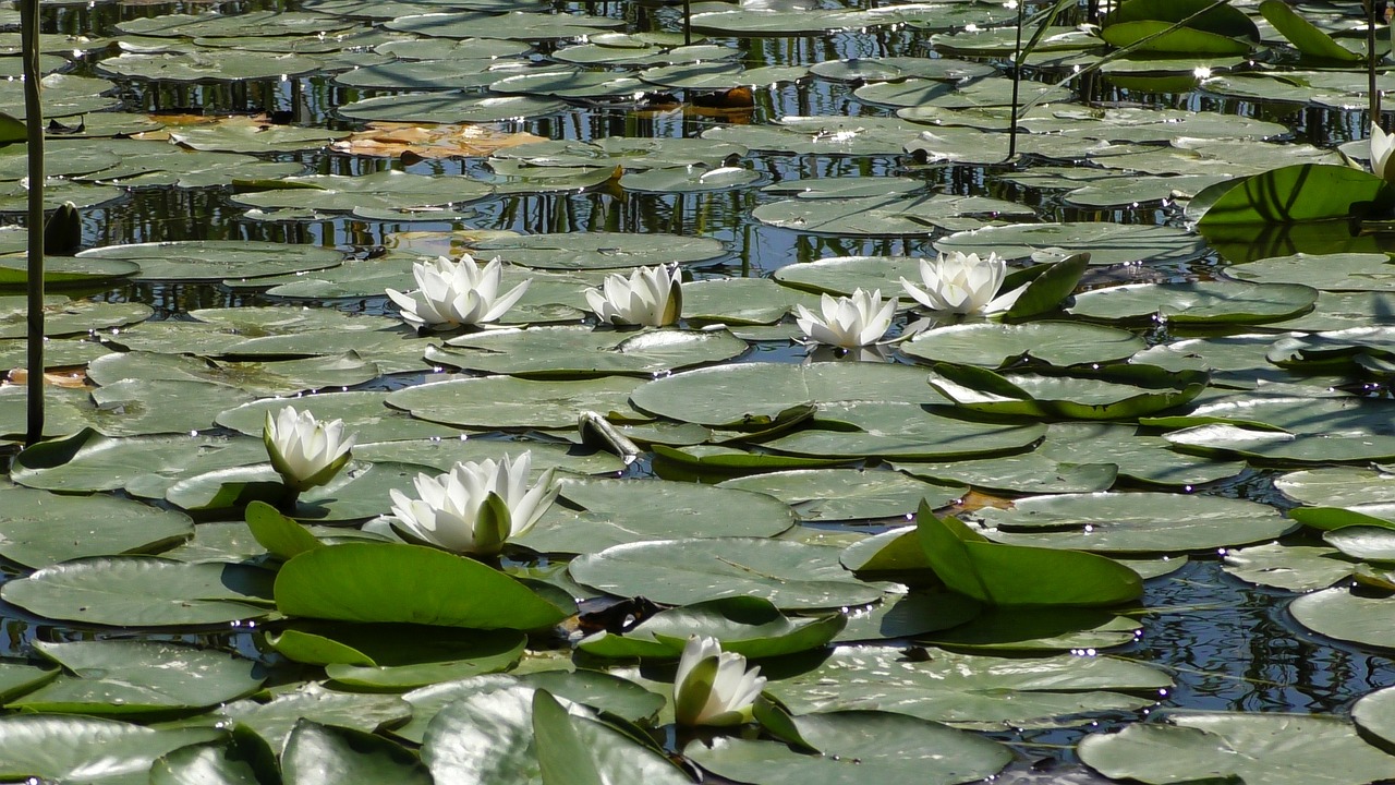 Vandens Lelija,  Rožės,  Tvenkinys,  Lelija Tvenkinys,  Vandens Išaugo,  Tvenkinys Augalų,  Sodo Tvenkinys,  Lake Rosengewächs,  Lūgnė, Nemokamos Nuotraukos