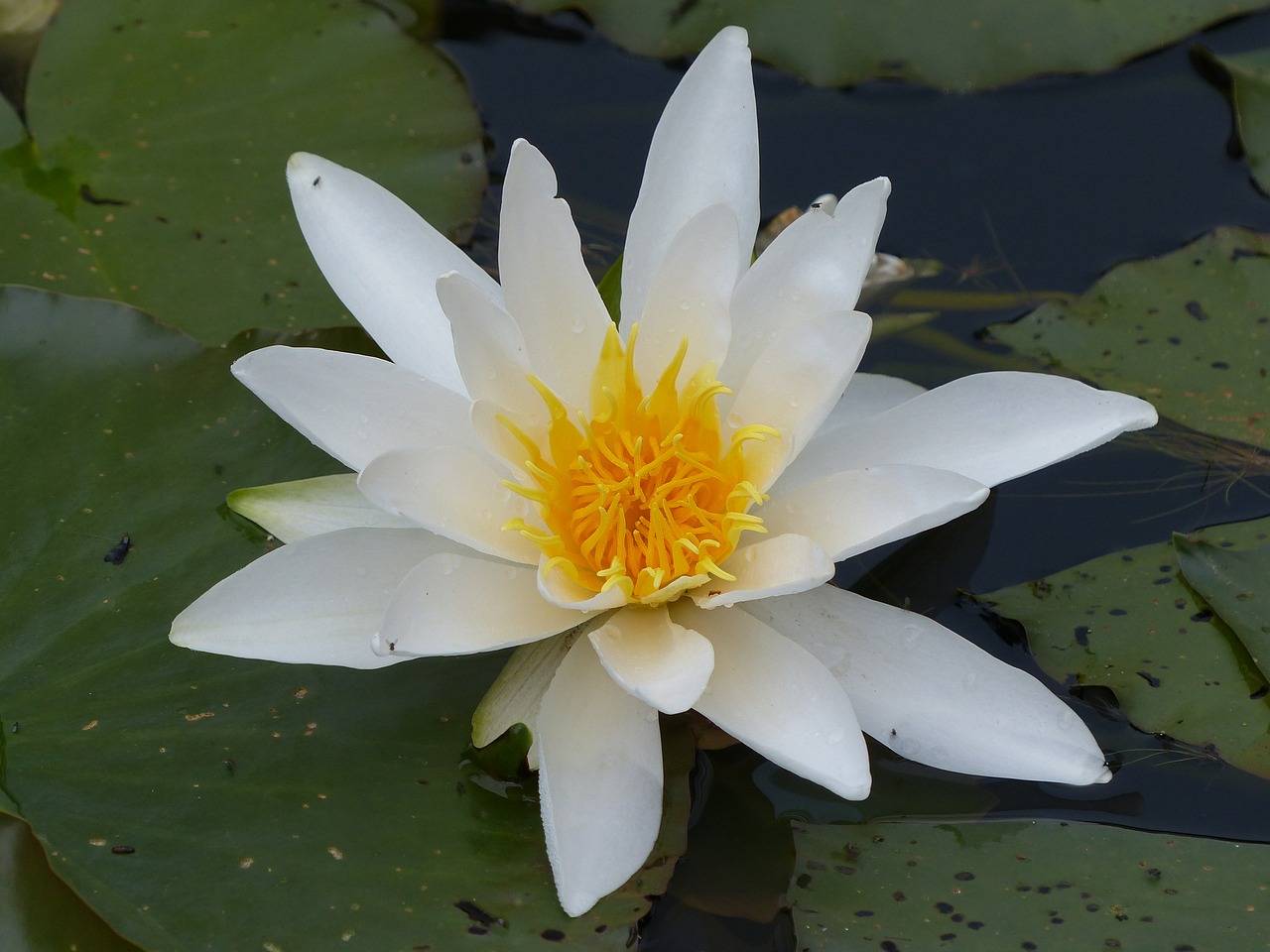 Vandens Lelija, Tvenkinio Augalas, Vanduo, Žydėti, Pavasaris, Nuphar Lutea, Šlapias, Uždaryti, Botanika, Geltona