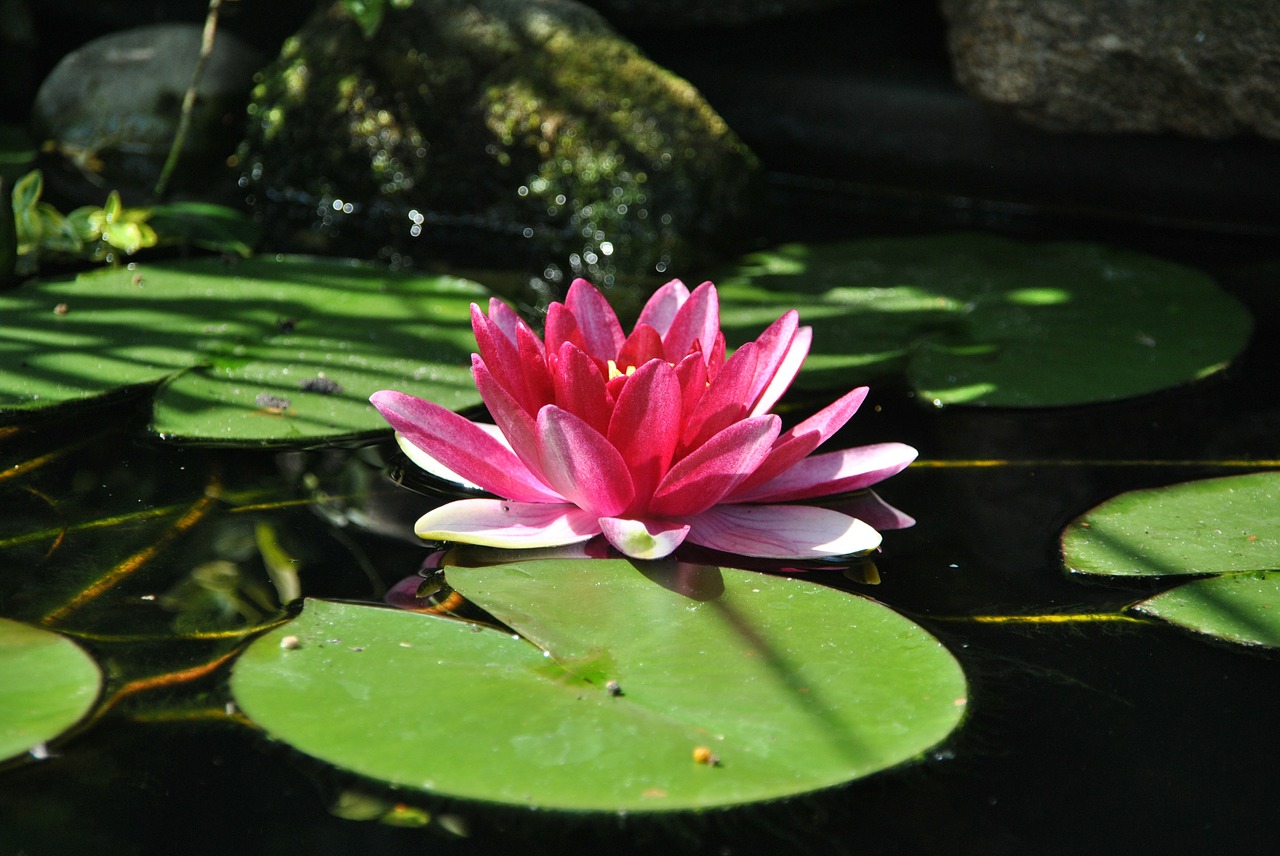 Vandens Lelija, Tvenkinys, Vandens Augalas, Rožinis, Sodas, Tvenkinio Augalas, Nuphar Lutea, Žiedas, Žydėti, Žydėti