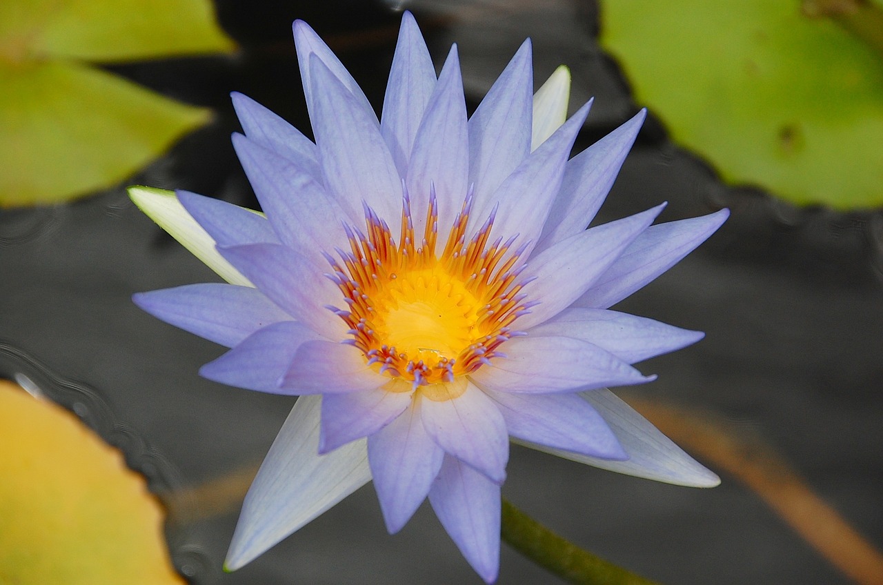 Vandens Lelija,  Violetinė,  Tvenkinys,  Violetinė,  Vandens Gėlė,  Žiedas,  Žydėti,  Nuphar Lutea, Nemokamos Nuotraukos,  Nemokama Licenzija