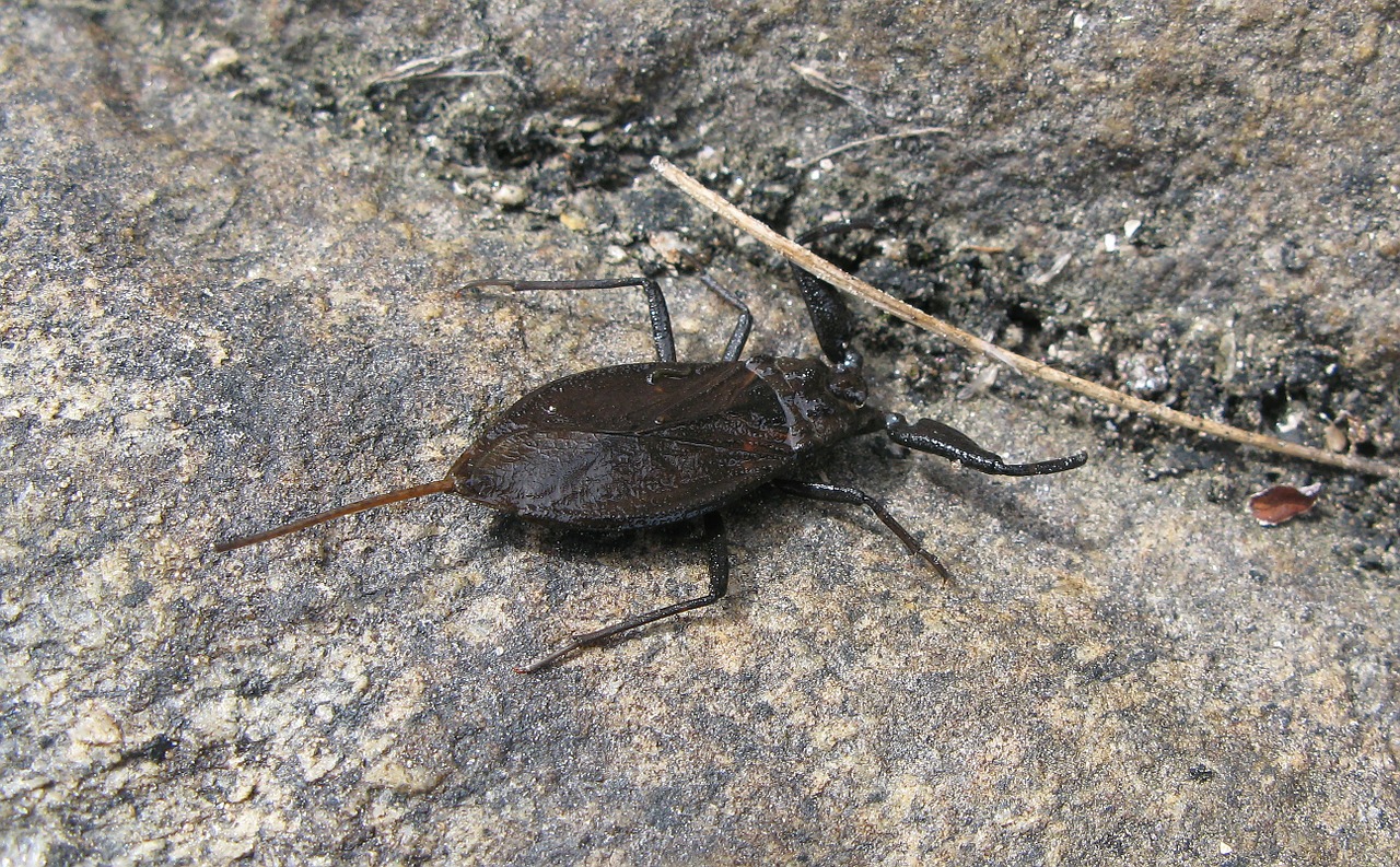 Vandens Skorpionas, Skorpionas, Vabzdys, Gräsö, Gyvūnai, Gyvūnų Pasaulis, Švedija, Gamta, Vasara, Klodyvel