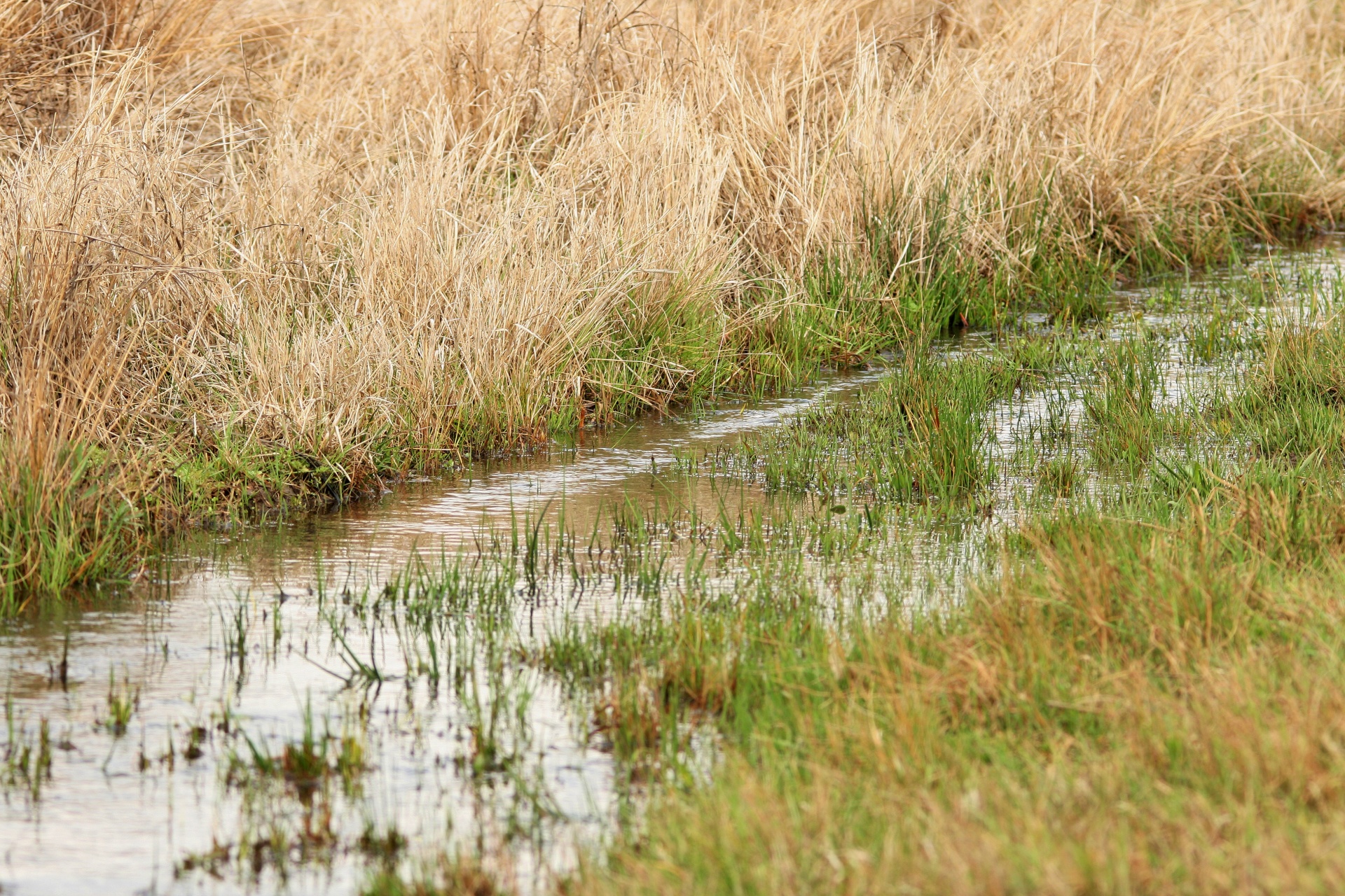 Vanduo,  Srautas,  Veld,  Žolė,  Buveinė,  Gamta,  Vandens Srovė, Nemokamos Nuotraukos,  Nemokama Licenzija