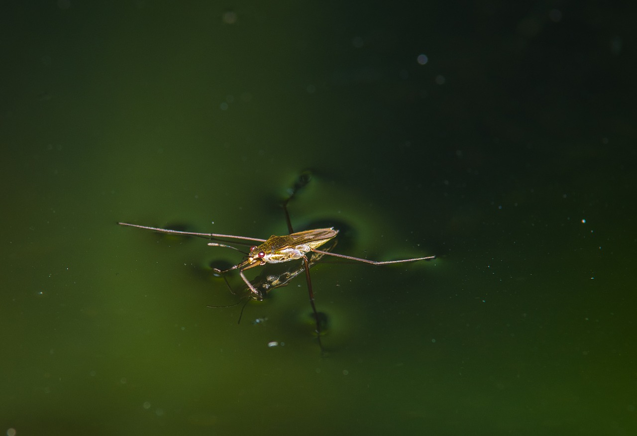 Vandens Striders,  Vandens,  Tvenkinys,  Pobūdį,  Kraštovaizdis,  Vabzdys,  Kojos,  Paviršiaus Įtempimas,  Vabalas, Nemokamos Nuotraukos