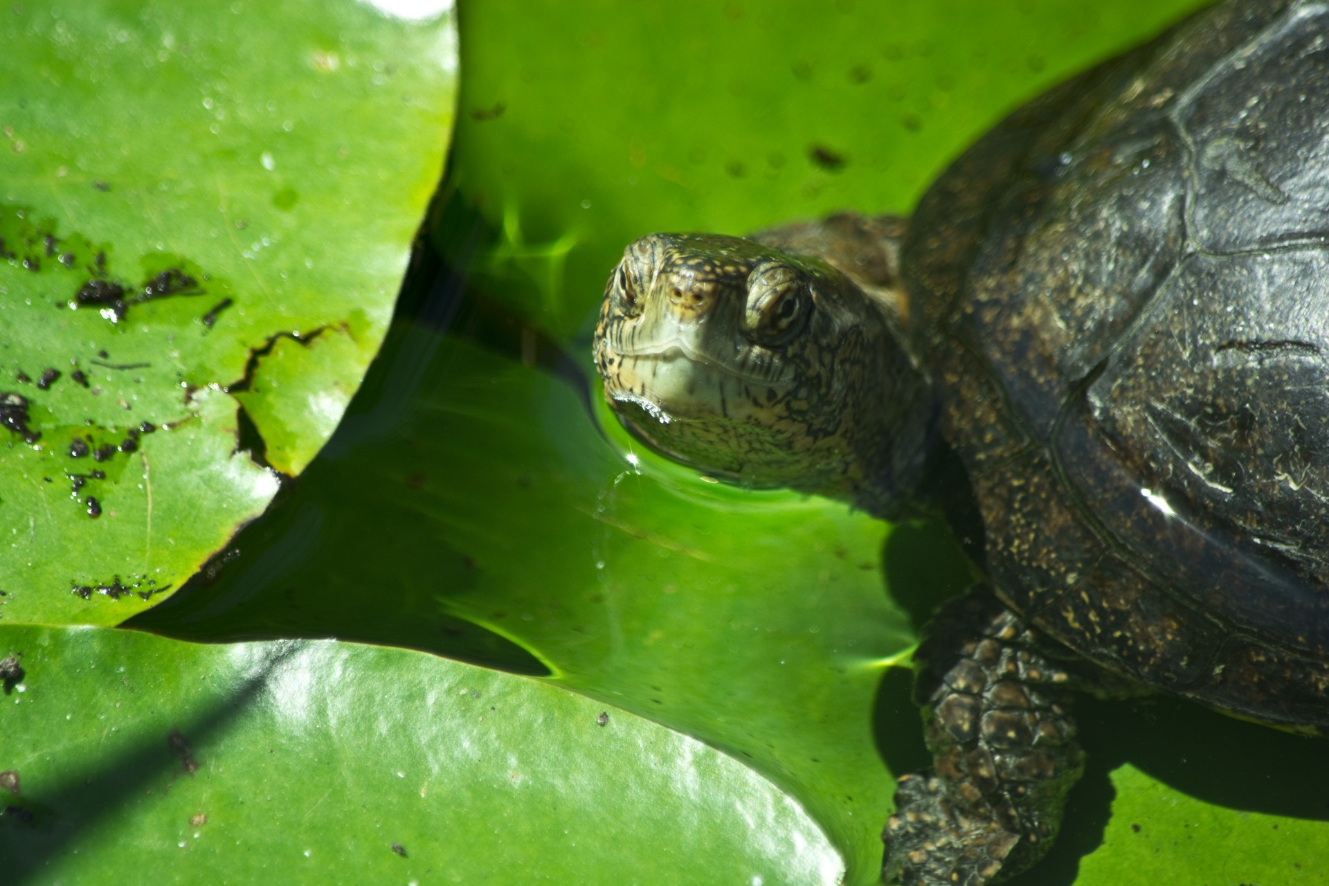 Vėžlys,  Vanduo,  Lapai,  Gamta,  Laukinė Gamta,  Vandens Vėžlys, Nemokamos Nuotraukos,  Nemokama Licenzija