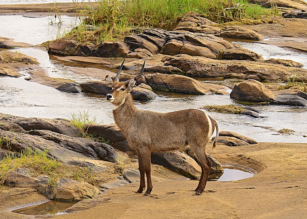 Waterbuck, Gamta, Laukinė Gamta, Buck, Kruger, Savana, Ruda, Satara, Antilopė, Vanduo