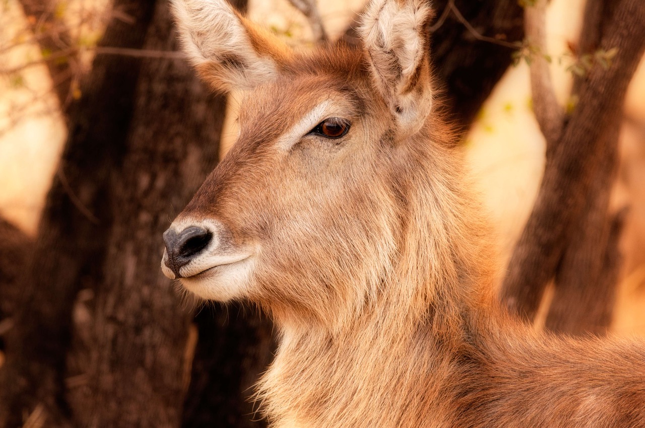 Waterbuck, Veršelis, Uždaryti, Akis, Afrika, Atidus, Žolėdis, Portretas, Kruger, Nemokamos Nuotraukos