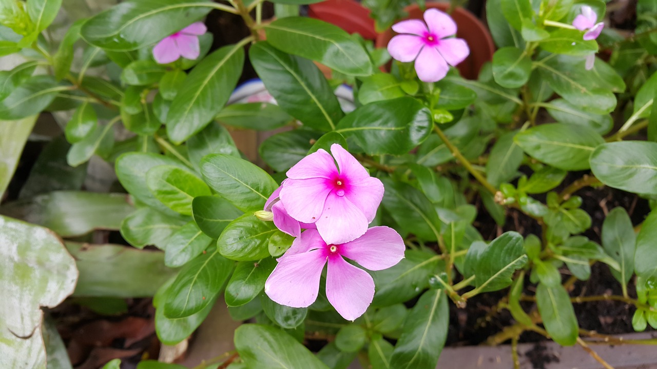 Kriauklė, Catharanthus Roseus, Gėlės, Žolė, Medžio Dekoras, Sodas, Nemokamos Nuotraukos,  Nemokama Licenzija