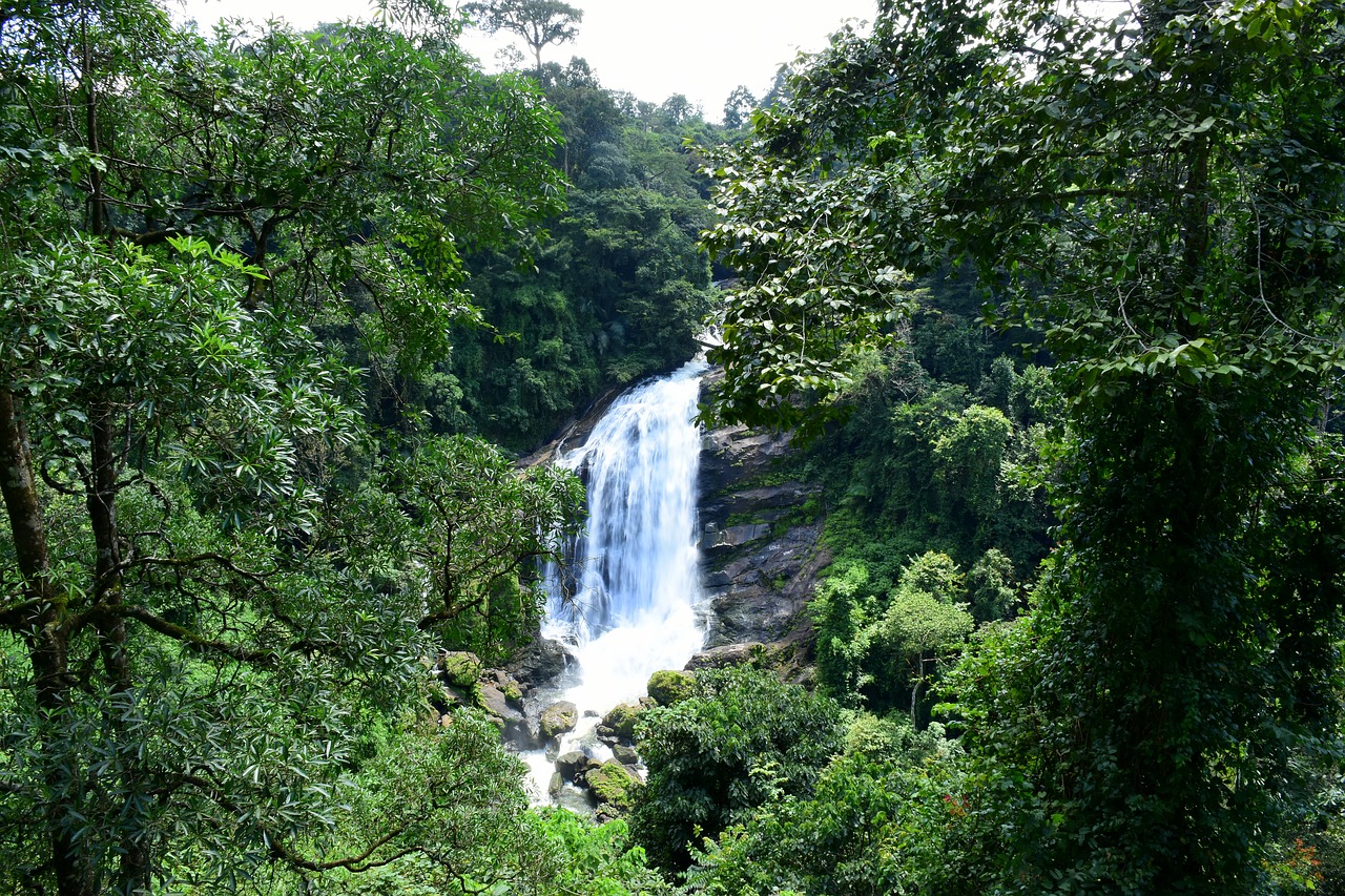 Krioklys, Indija, Miškas, Munnar, Kerala, Nemokamos Nuotraukos,  Nemokama Licenzija