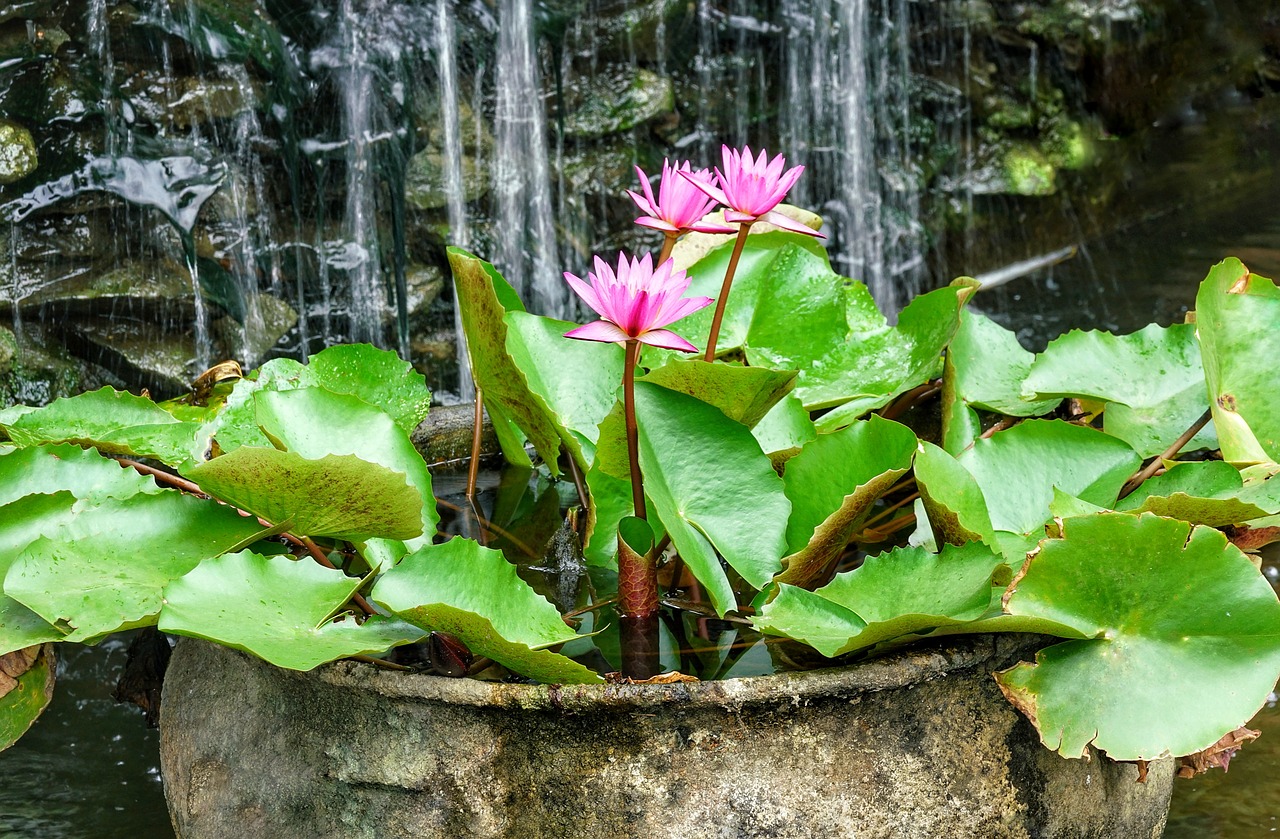 Krioklys,  Sodas,  Funkcija,  Nymphaea Stellata Waterlily,  Lelija,  Pobūdį,  Gėlė,  Vazonas,  Puodai,  Vasara