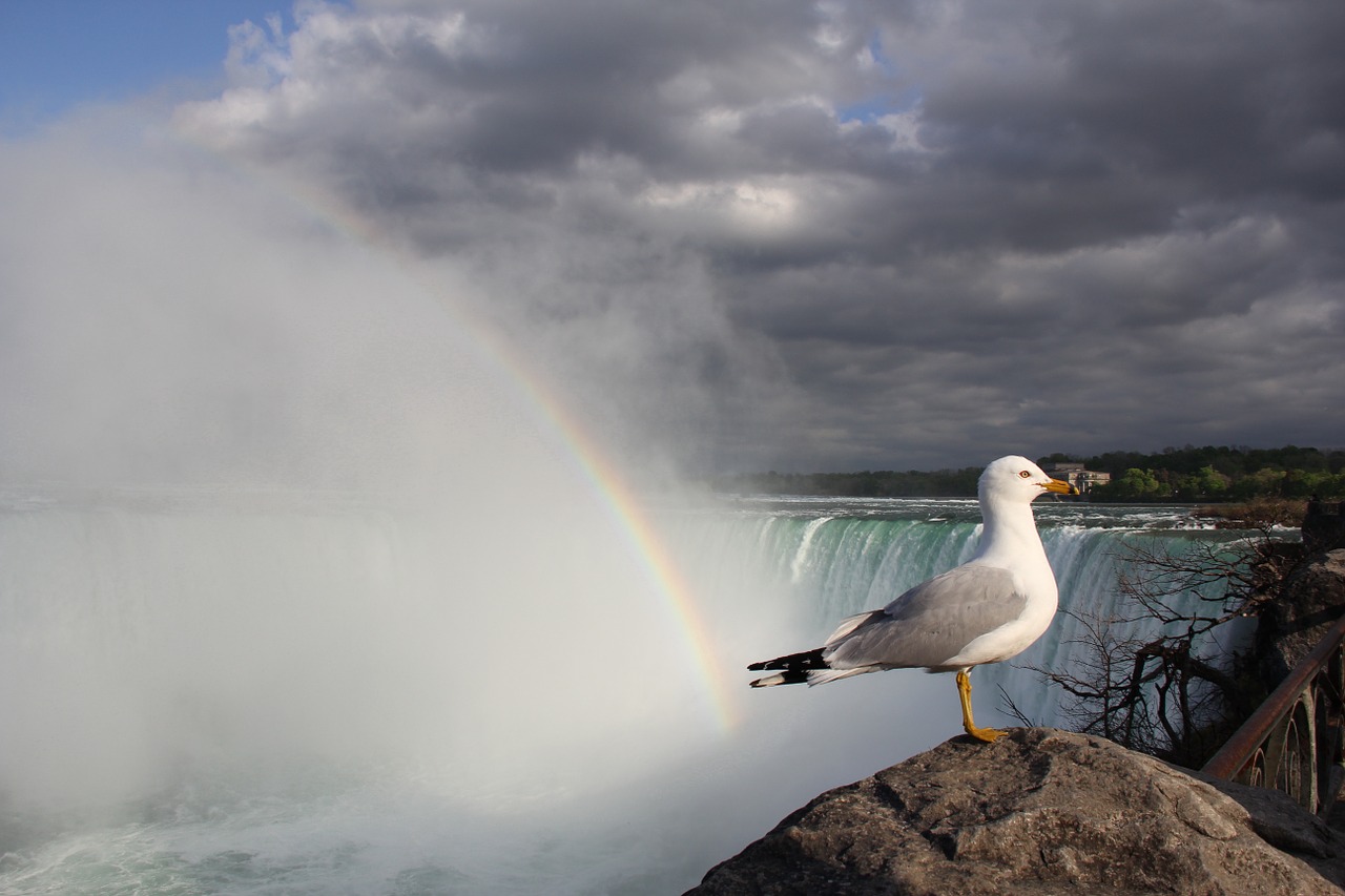 Krioklys, Vaivorykštė, Kajakas, Niagara, Nemokamos Nuotraukos,  Nemokama Licenzija