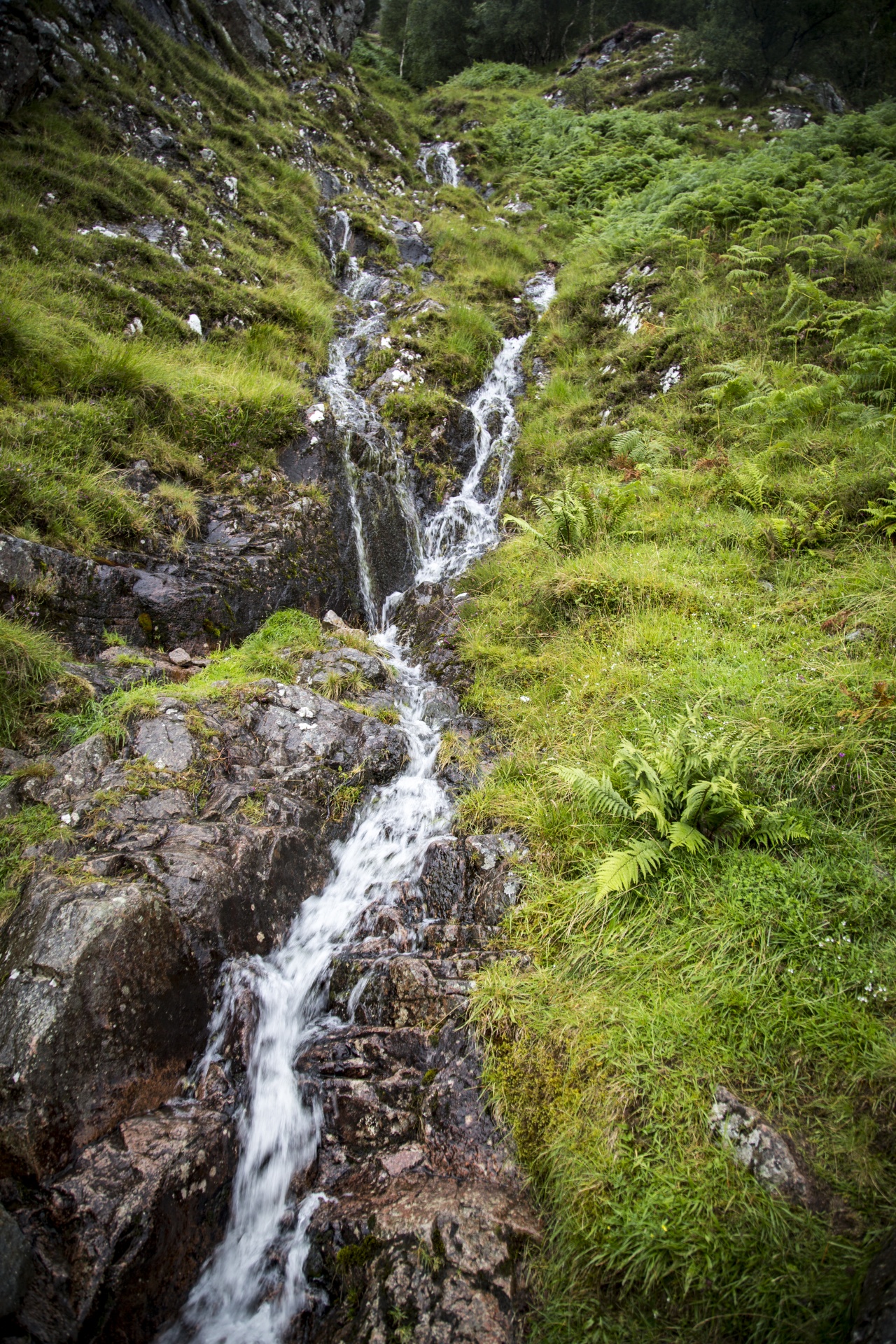 Benas,  Škotija,  Rūkas,  Highland,  Škotų,  Vanduo,  Akmuo,  Patirtis,  Žalias,  Kelionė