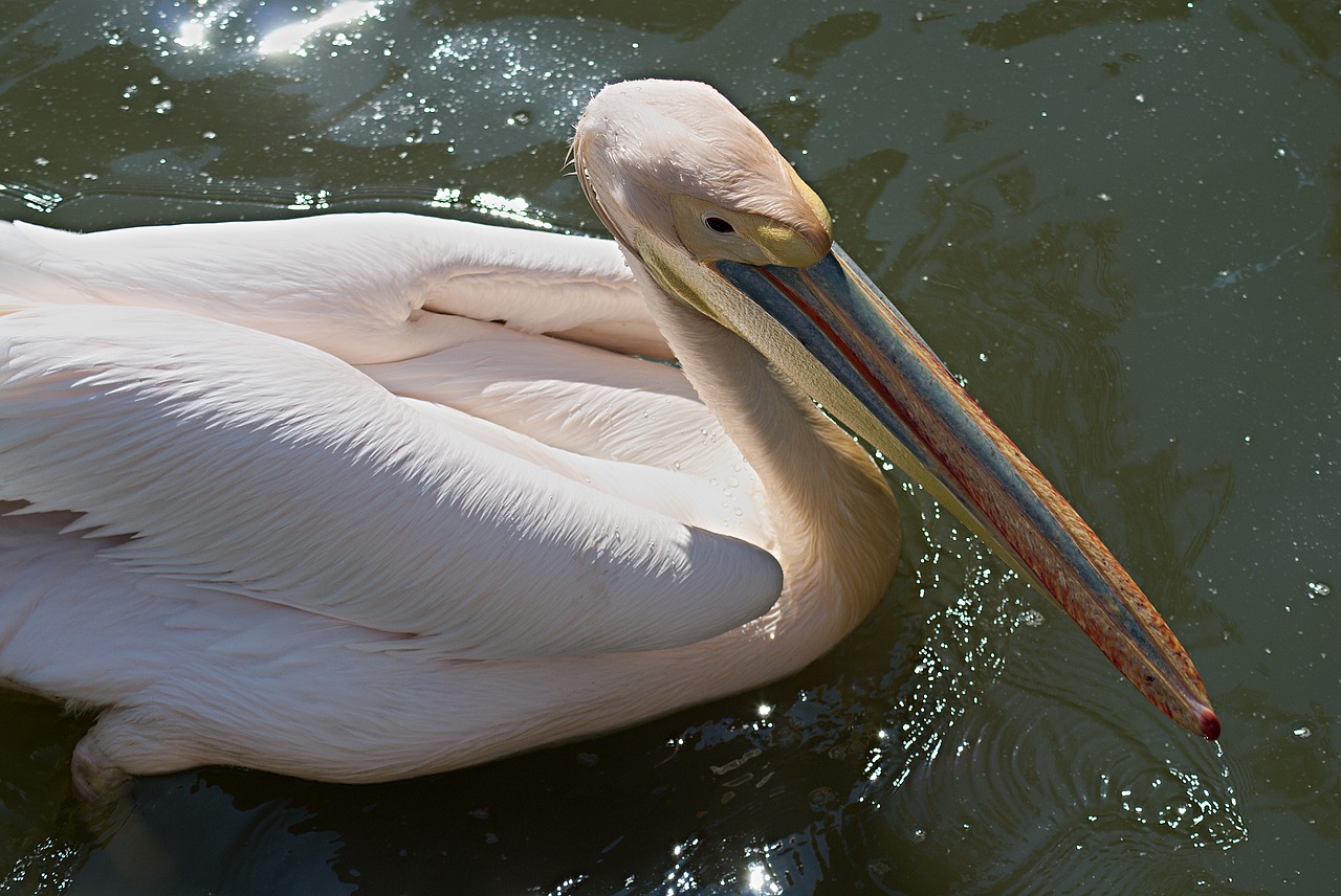 Vandens Paukščiai, Pelican, Zoologijos Sodas, Zoologijos Sodas, Hluboká, Gyvūnas, Snapas, Plunksna, Paukštis, Vandens Paukštis