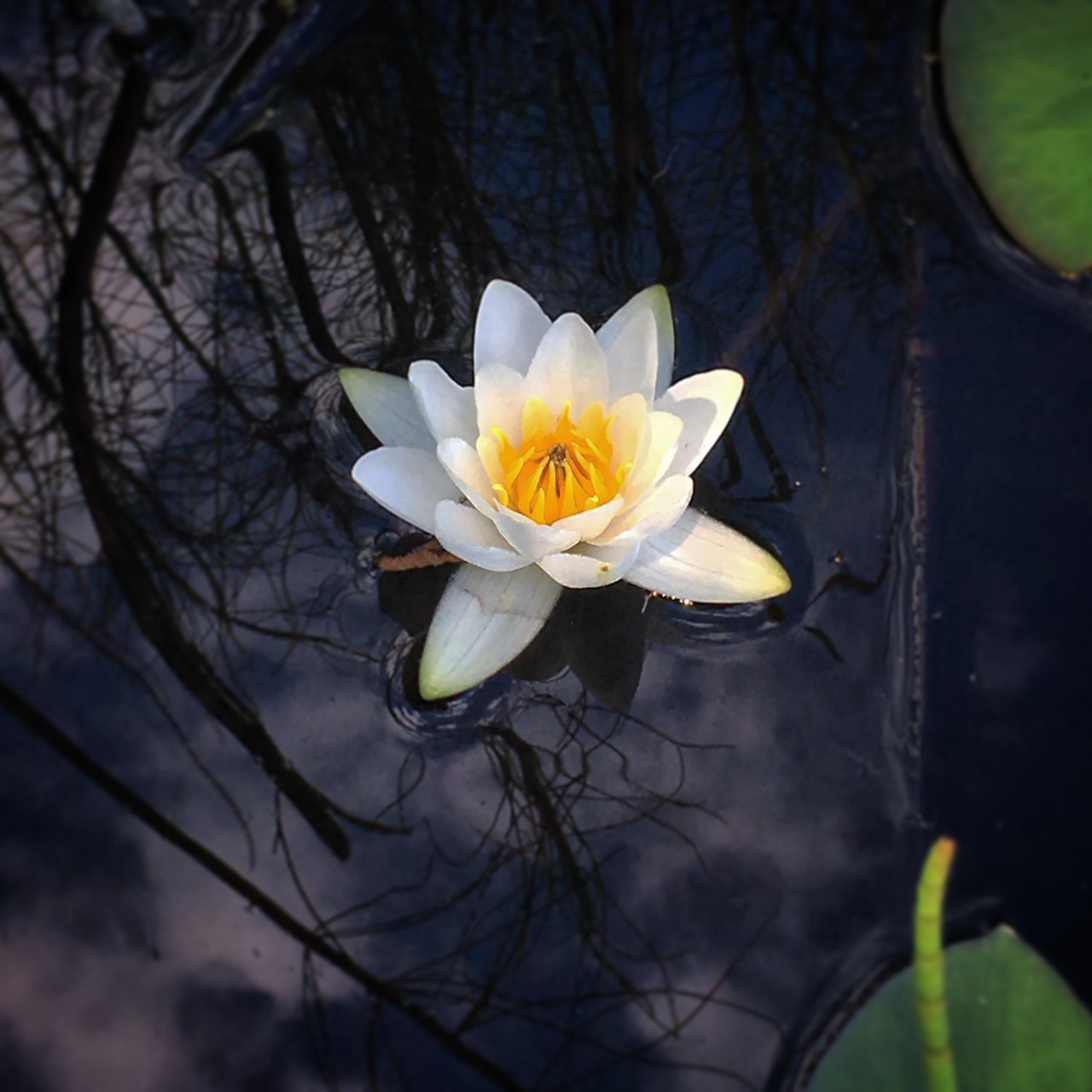 Лилия озерного света. Лилия Озерная. Лилия кувшинка. Цветок ночная кувшинка. Белый Лотос Китай.