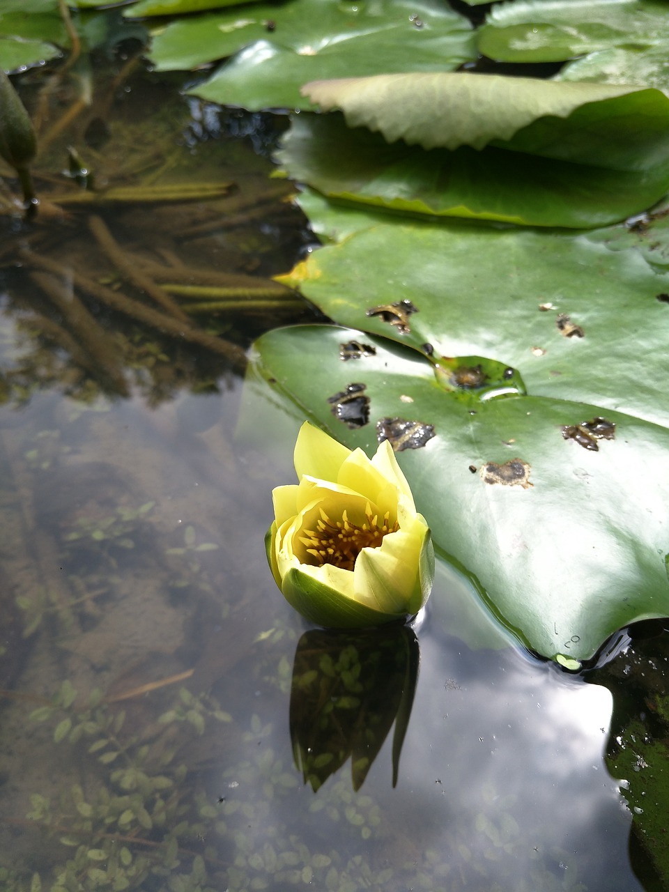 Vandens Lelija,  Lotus,  Augalų,  Gėlė, Nemokamos Nuotraukos,  Nemokama Licenzija