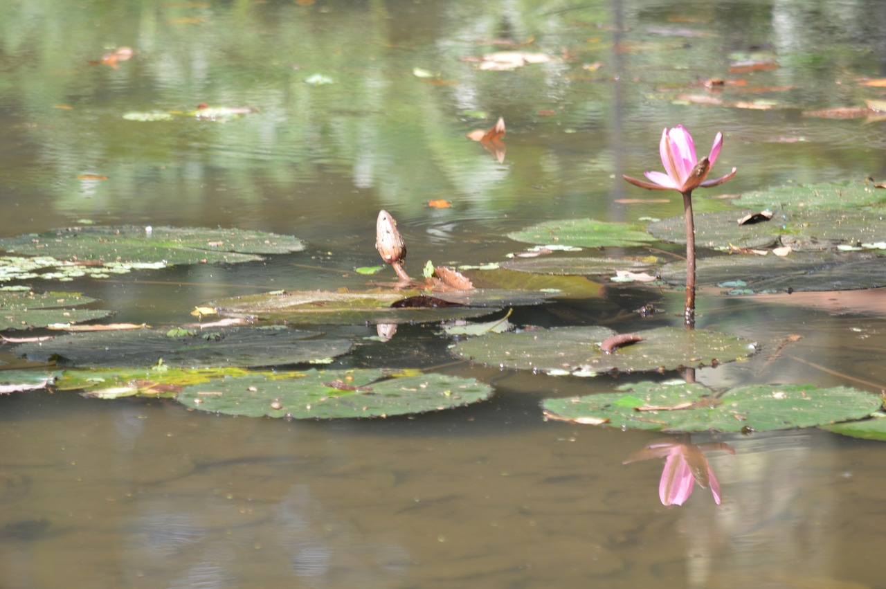 Vandens Lelija,  Rožinis,  Tvenkinys,  Lotus,  Gėlė,  Lelija,  Vandens,  Žiedas,  Sodas,  Pobūdį