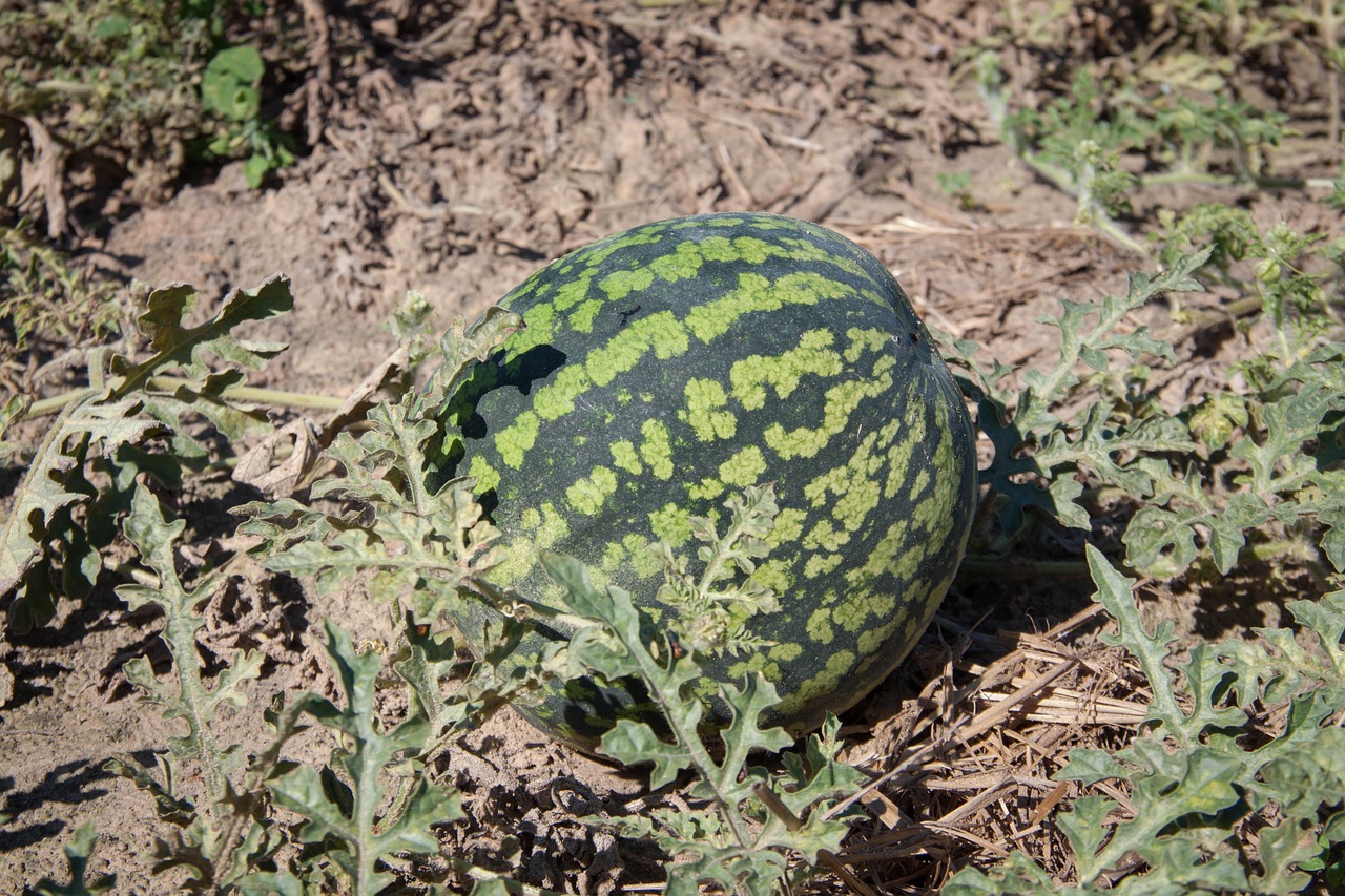 Arbūzas, Kodėl, Daržovių Sodas, Uogos, Žemė, Dacha, Iš Sodo, Vitaminai, Augalas, Sodas