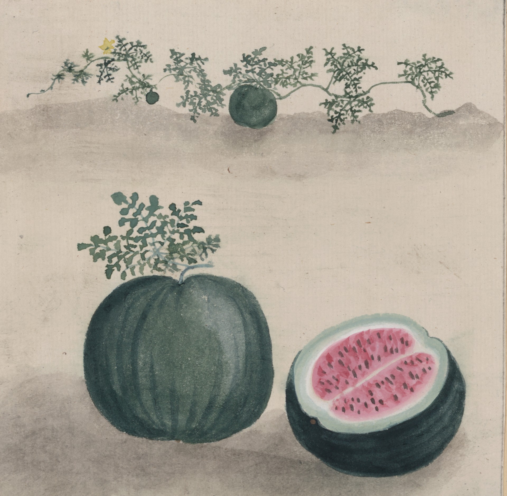 Arbūzas,  Arbūzai,  Žalias,  Vaisiai,  Maistas,  Menas,  Iliustracija,  Vintage,  Japanese,  1800 M .