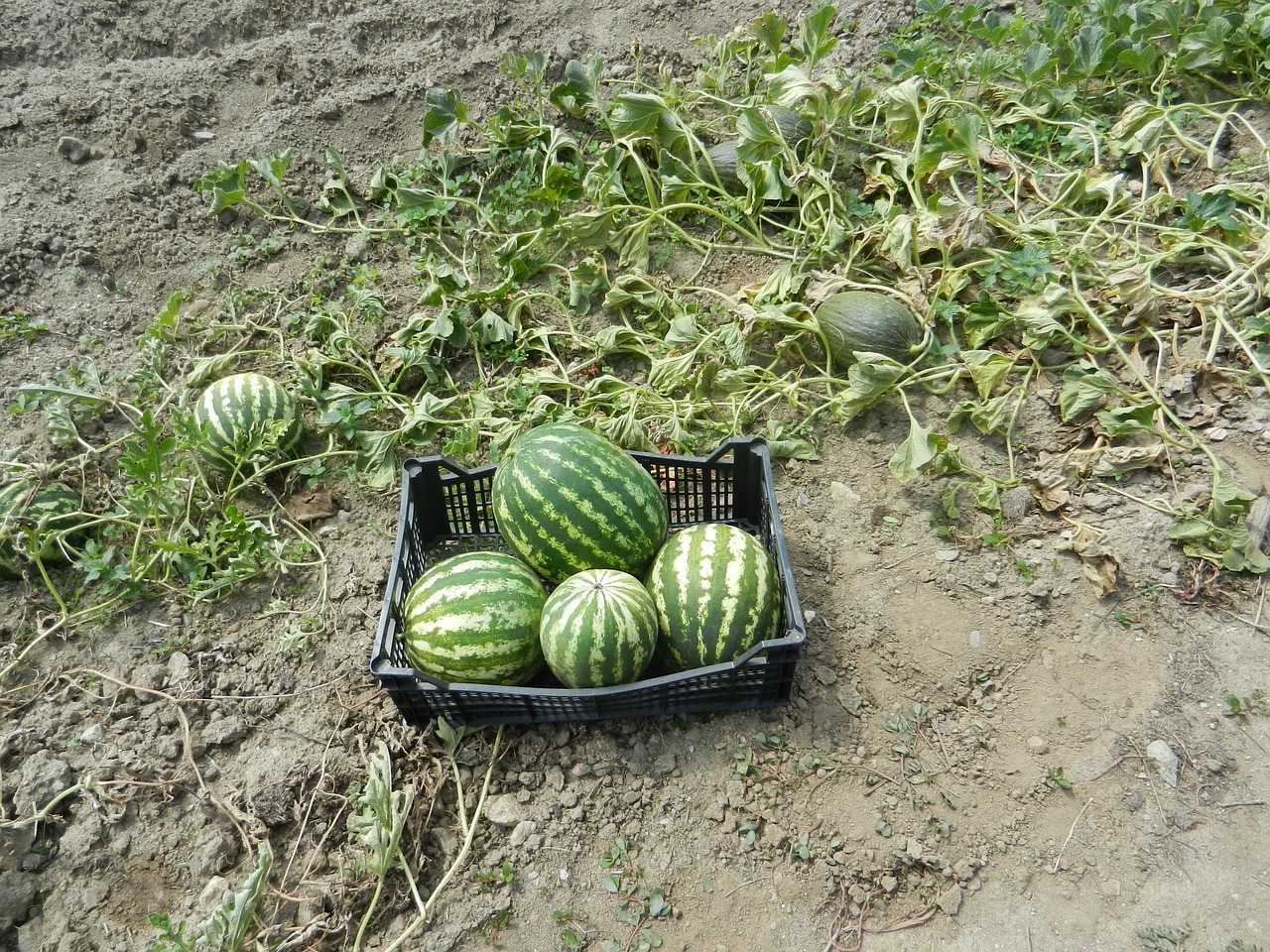 Arbūzai, Vaisių Sodas, Vaisiai, Nemokamos Nuotraukos,  Nemokama Licenzija