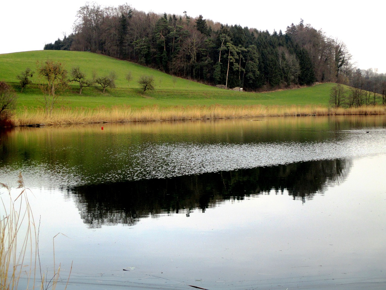 Vandenys, Tvenkinys, Hauptwil, Hauptwil Tvenkinys, Veidrodis, Bankas, Nendrė, Pieva, Miškas, Thurgau