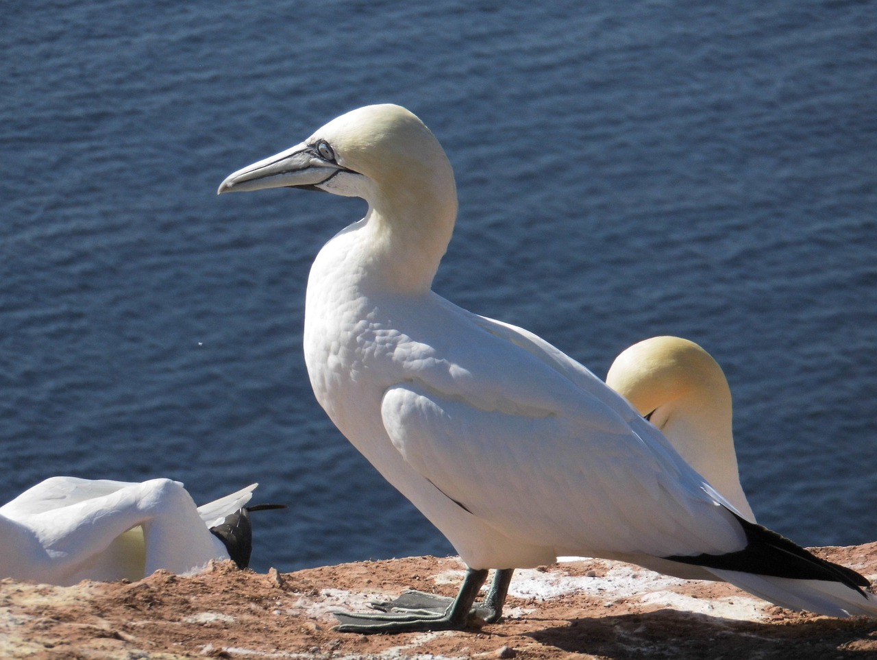 Vandenys, Paukštis, Jūra, Gyvūnų Pasaulis, Gamta, Šiaurinė Gannet, Helgolandas, Nemokamos Nuotraukos,  Nemokama Licenzija