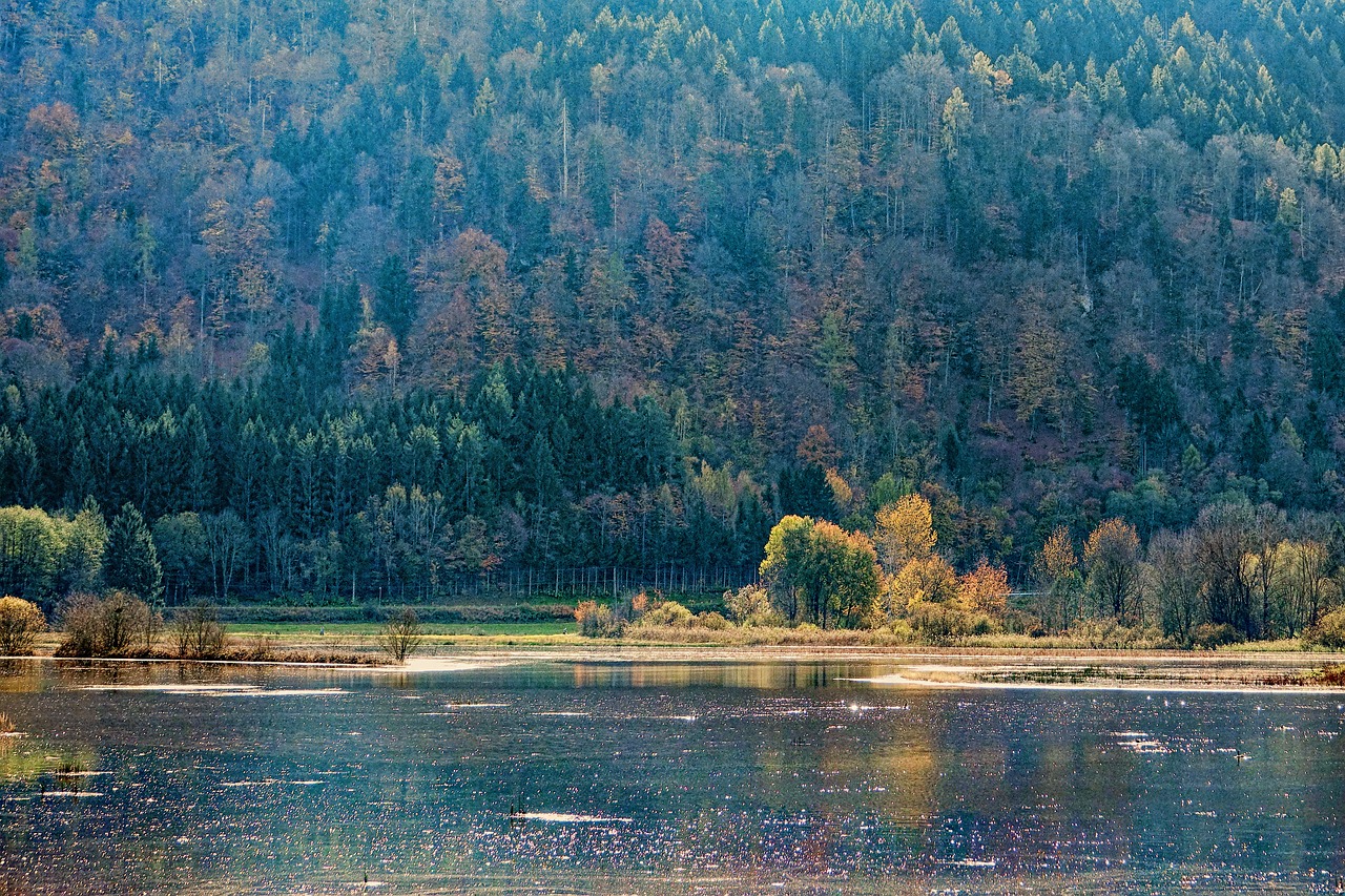 Vandenys, Gamta, Ežeras, Mediena, Medis, Ruduo, Nemokamos Nuotraukos,  Nemokama Licenzija