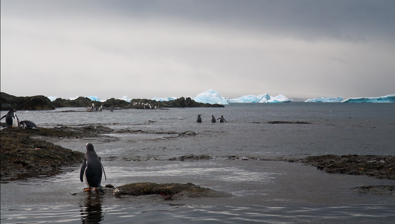 Vandenys,  Jūra,  Papludimys,  Saulėlydis,  Aušra,  Panorama,  Žiema,  Pingvinas,  Antarctica,  Be Honoraro Mokesčio