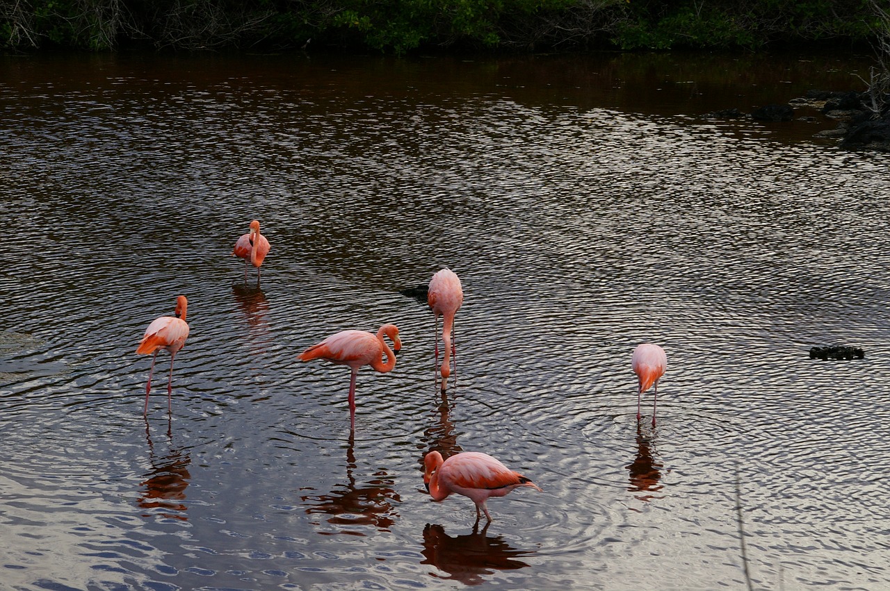 Vandenys,  Ežeras,  Peizažas,  Paukštis,  Flamingo,  Gamta,  Gyvūnų Pasaulis,  Vandens Paukštis,  Be Honoraro Mokesčio, Nemokamos Nuotraukos