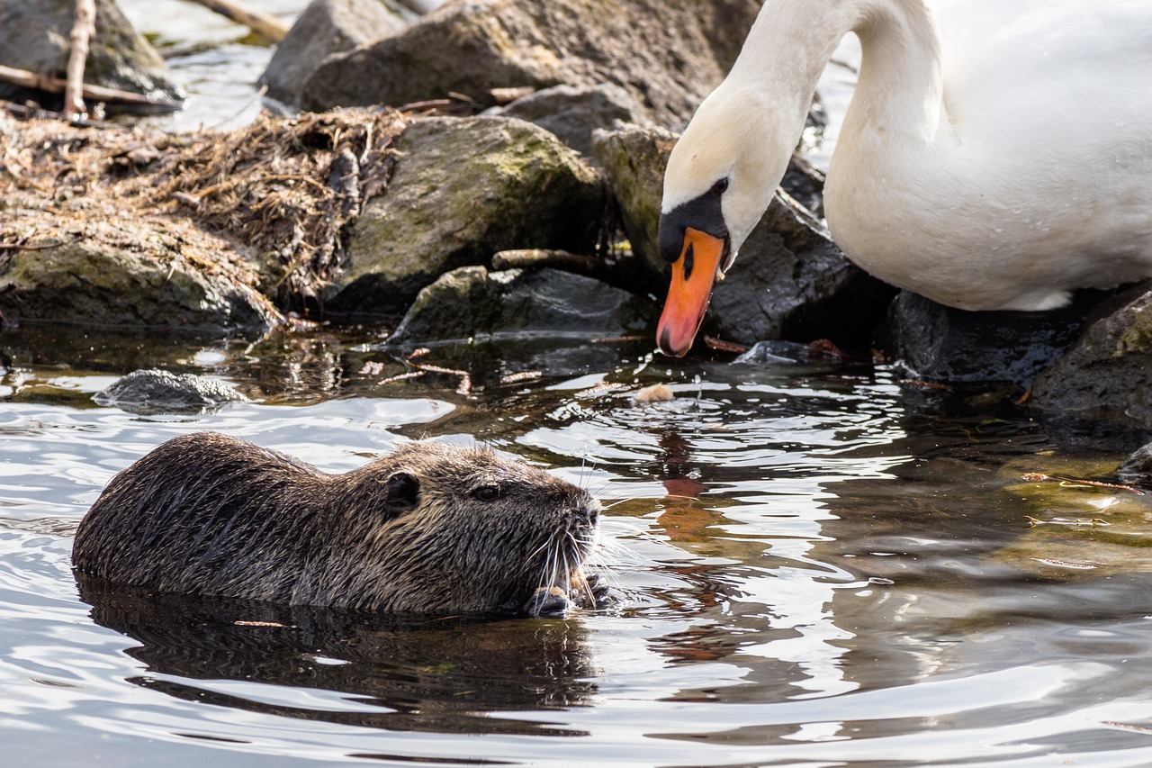 Vandenys,  Gyvūnų Pasaulis,  Gamta,  Gyvūnas,  Paukštis,  Gulbė,  Nutria,  Be Honoraro Mokesčio, Nemokamos Nuotraukos,  Nemokama Licenzija