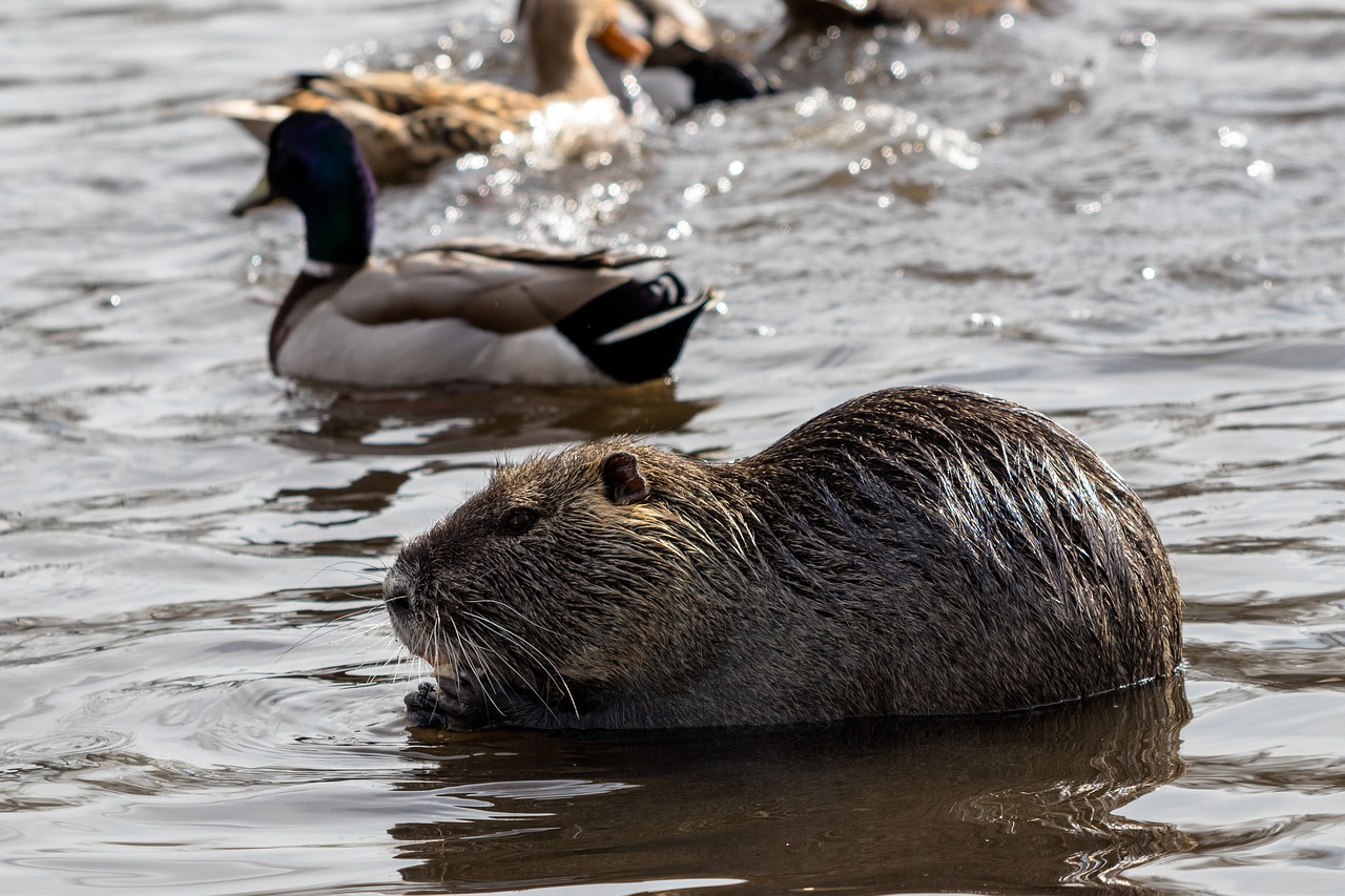 Vandenys,  Gamta,  Gyvūnų Pasaulis,  Gyvūnas,  Laukiniai,  Nutria,  Be Honoraro Mokesčio, Nemokamos Nuotraukos,  Nemokama Licenzija