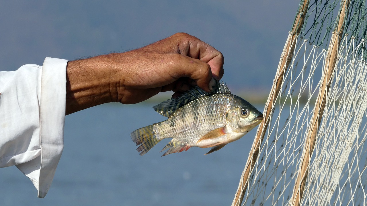 Vandenys,  Dangus,  Žvejys,  Inle Ežeras,  Mianmaras,  Žuvis, Nemokamos Nuotraukos,  Nemokama Licenzija