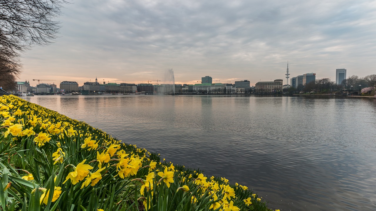 Vandenys,  Panorama,  Upė,  Pobūdį,  Atspindys,  Alster,  Hamburg,  Pavasaris,  Narcizai,  Gėlės