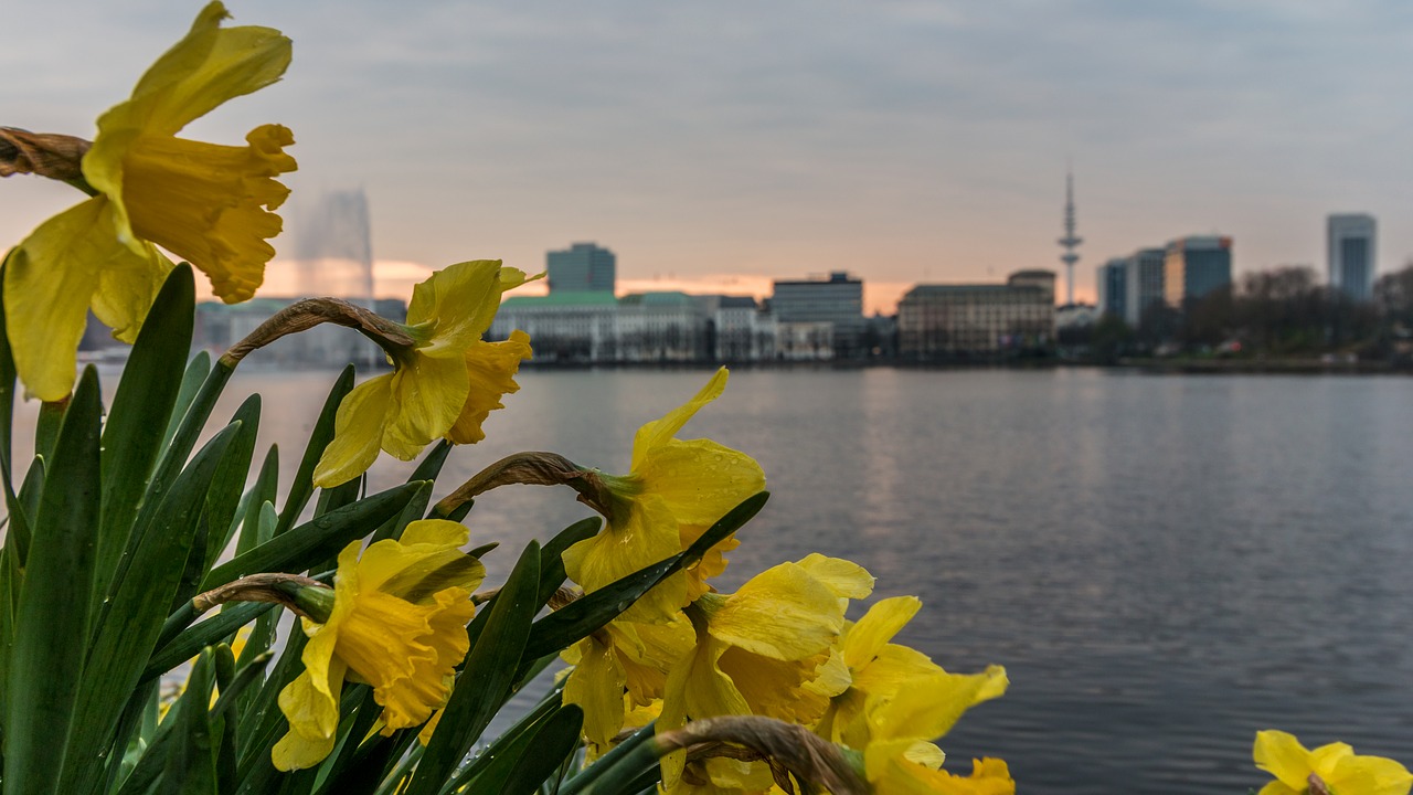 Vandenys,  Miestas,  Dangus,  Architektūra,  Panorama,  Narcizai,  Alster,  Hamburg,  Pavasaris,  Gėlės